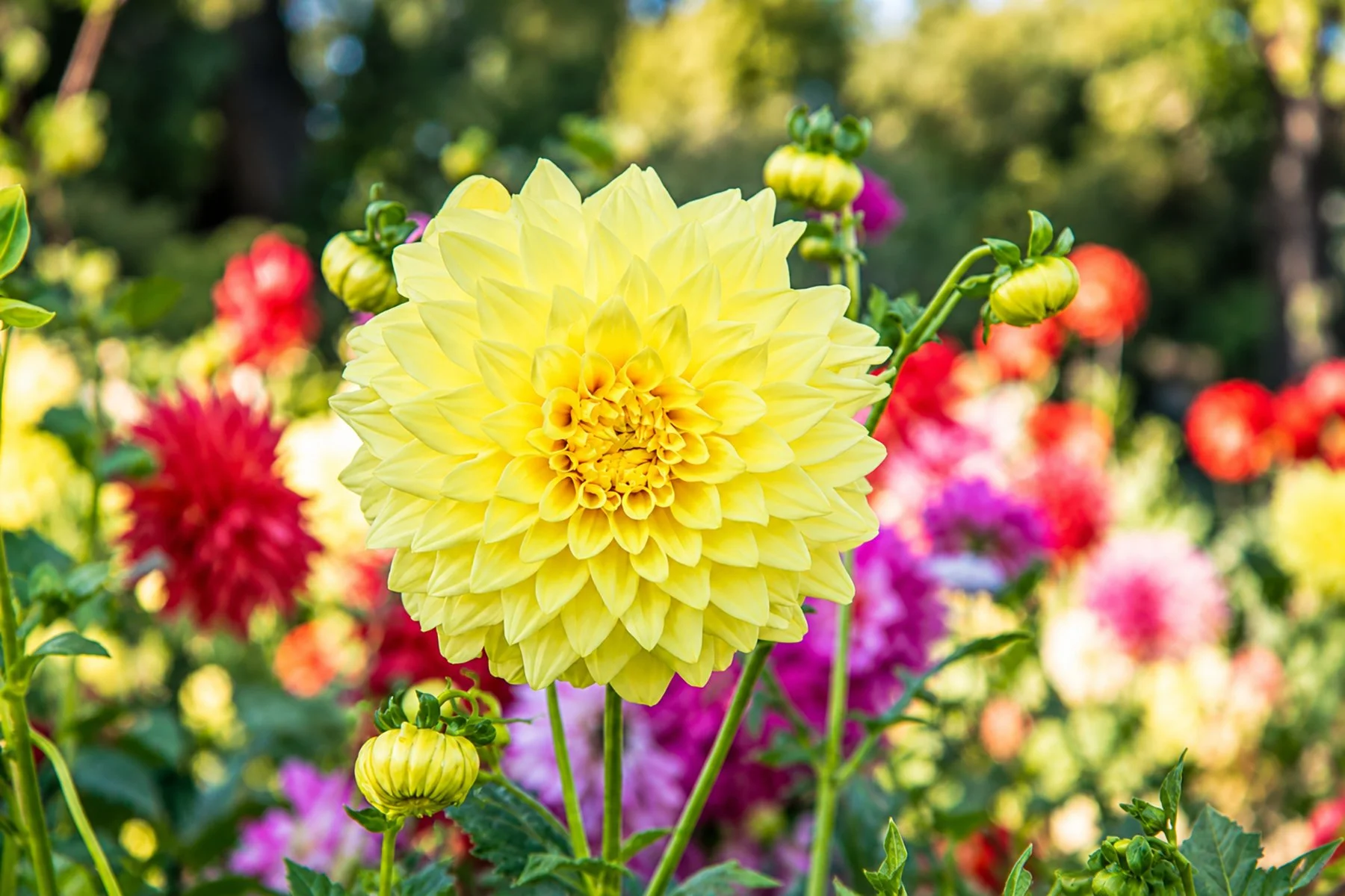 Sunlit Yellow Dahlia Garden copy.jpg
