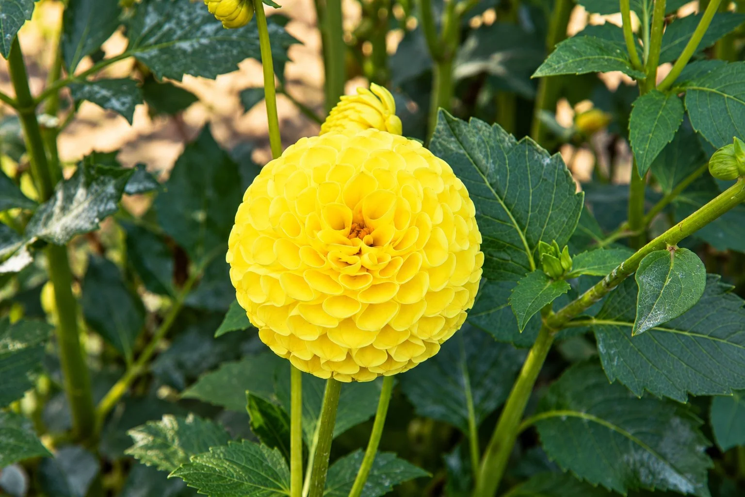 Sunlit Golden Dahlia Macro copy.jpg
