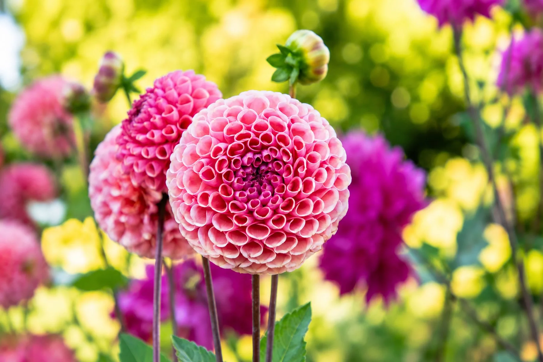 Spherical Pink Dahlia Garden Portrait copy.jpg