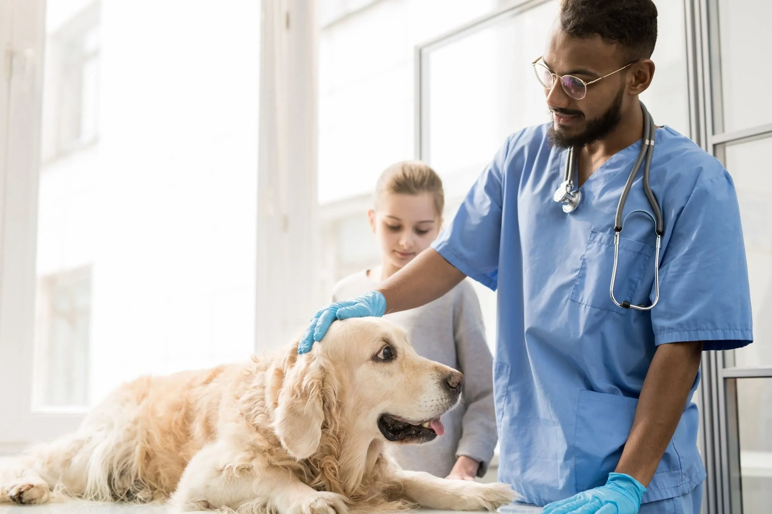 veterinarian petting golden retriever