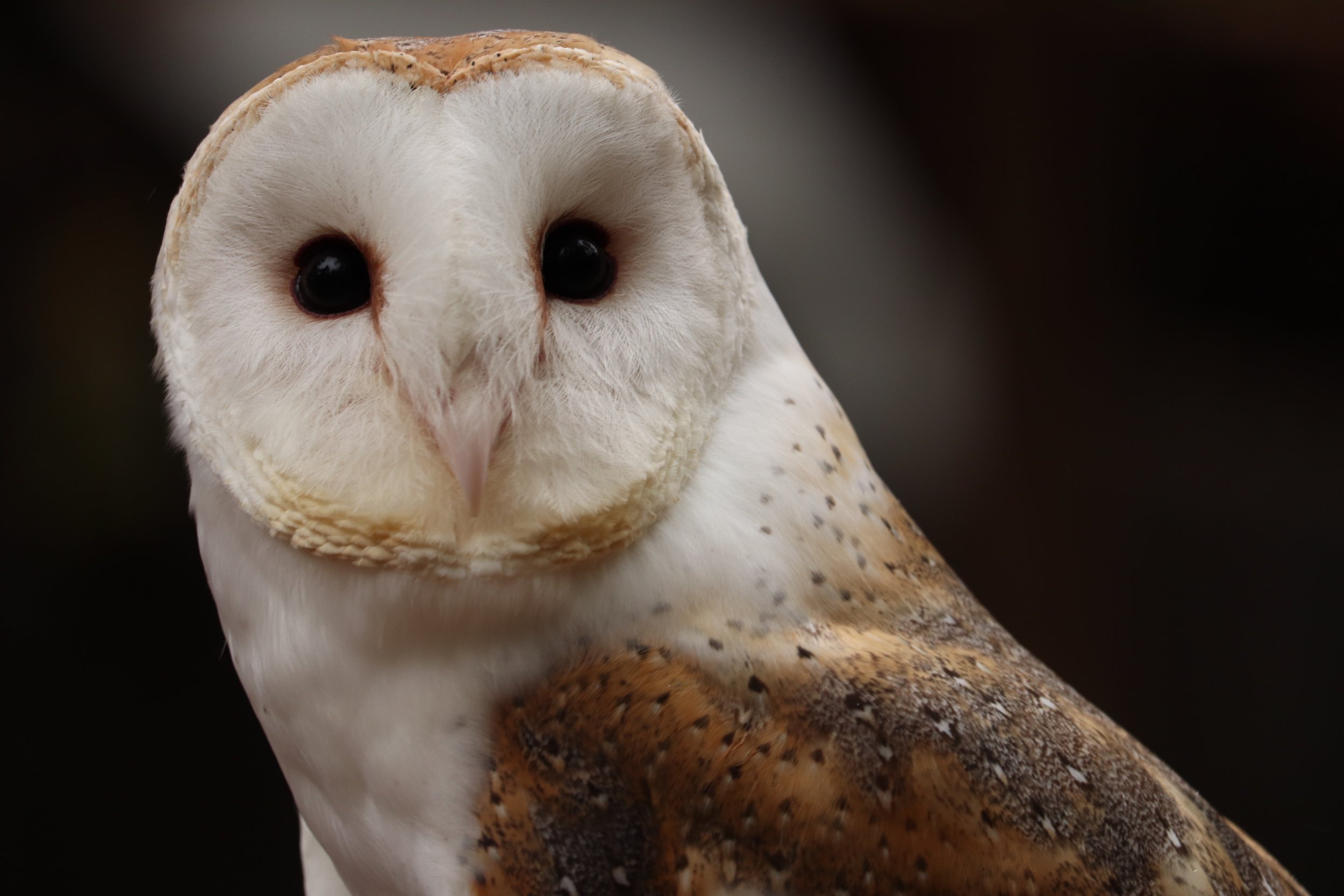 Beautiful Barn Owl AWARE 101319 265.JPG