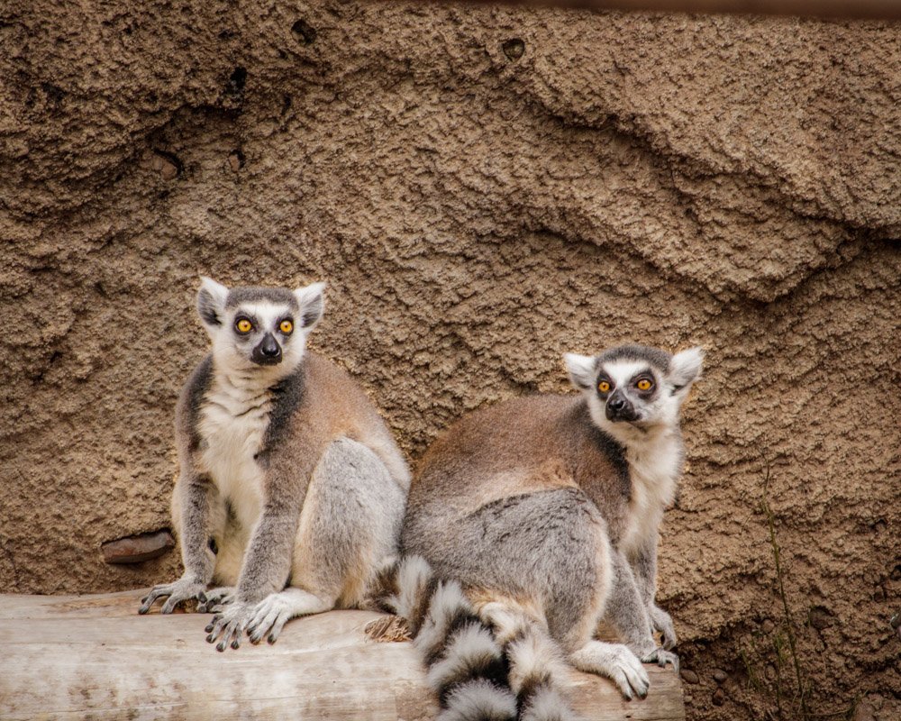 Houston Zoo-3.jpg