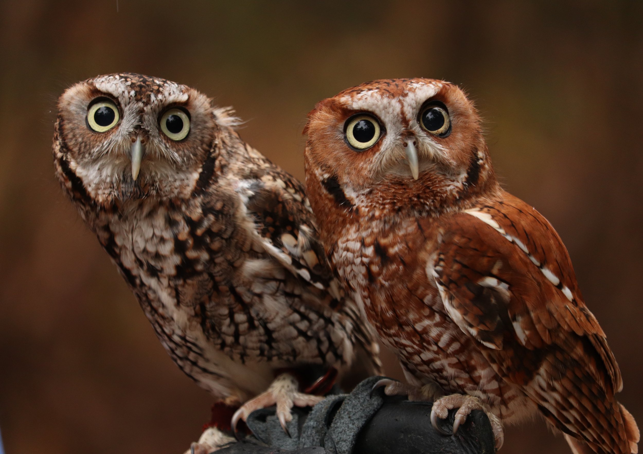 Two screech owls AWARE 101319 096 (2).JPG