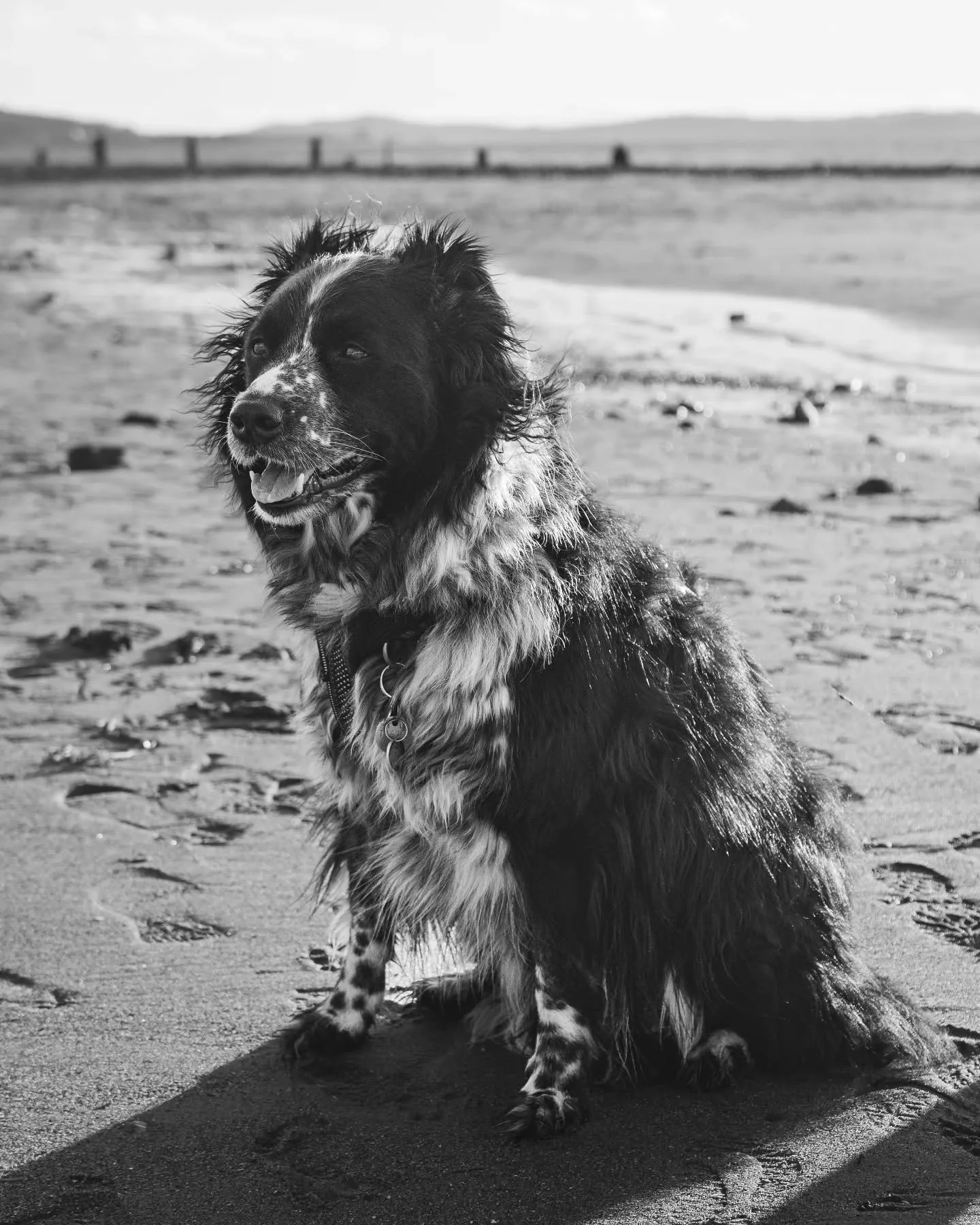 Wild Hair Day - Low Tide