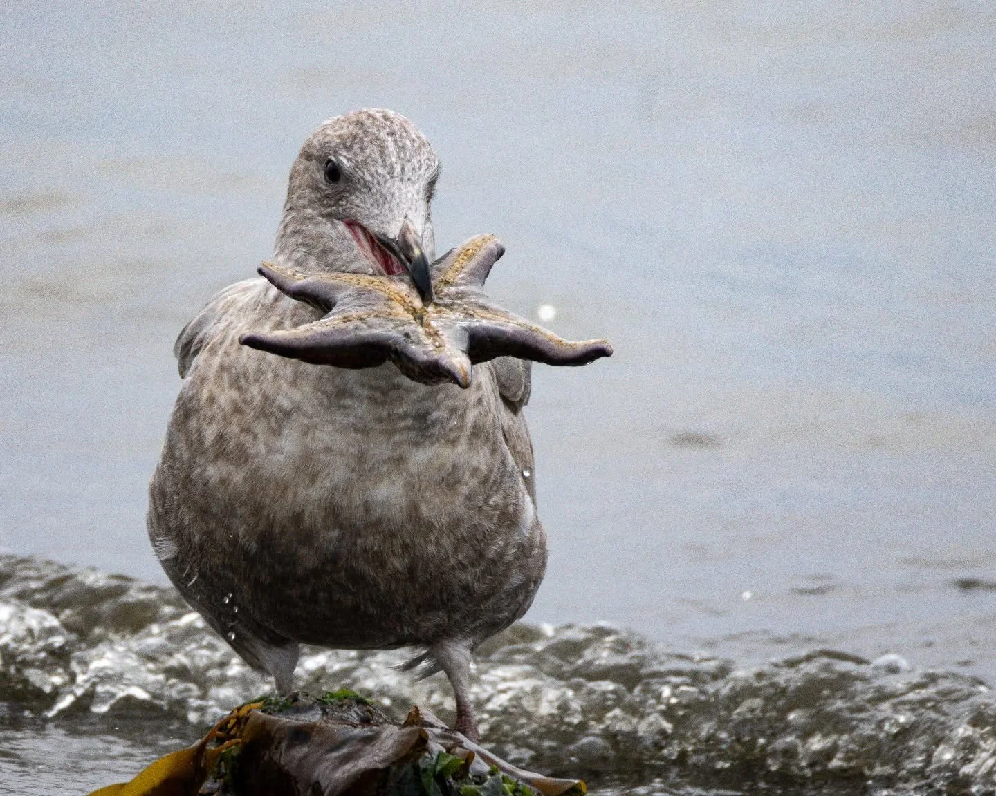 Dinner Time
📌 Golden Gardens Park, Seattle, WA
📸 Canon R7 -200-800mm

#pnwbirding #birdphotography #pnwphotographer