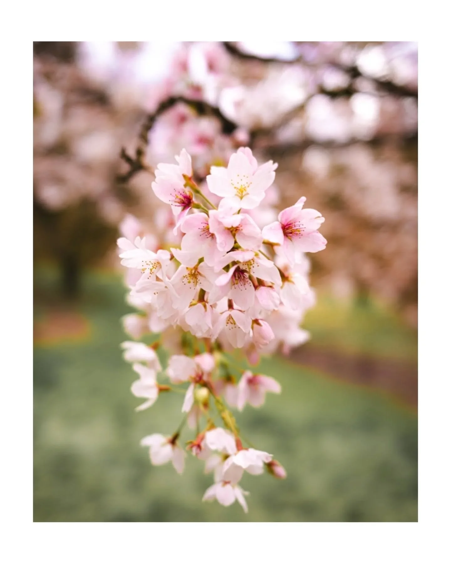 📌Washington Park Arboretum, Seattle, WA 🌸