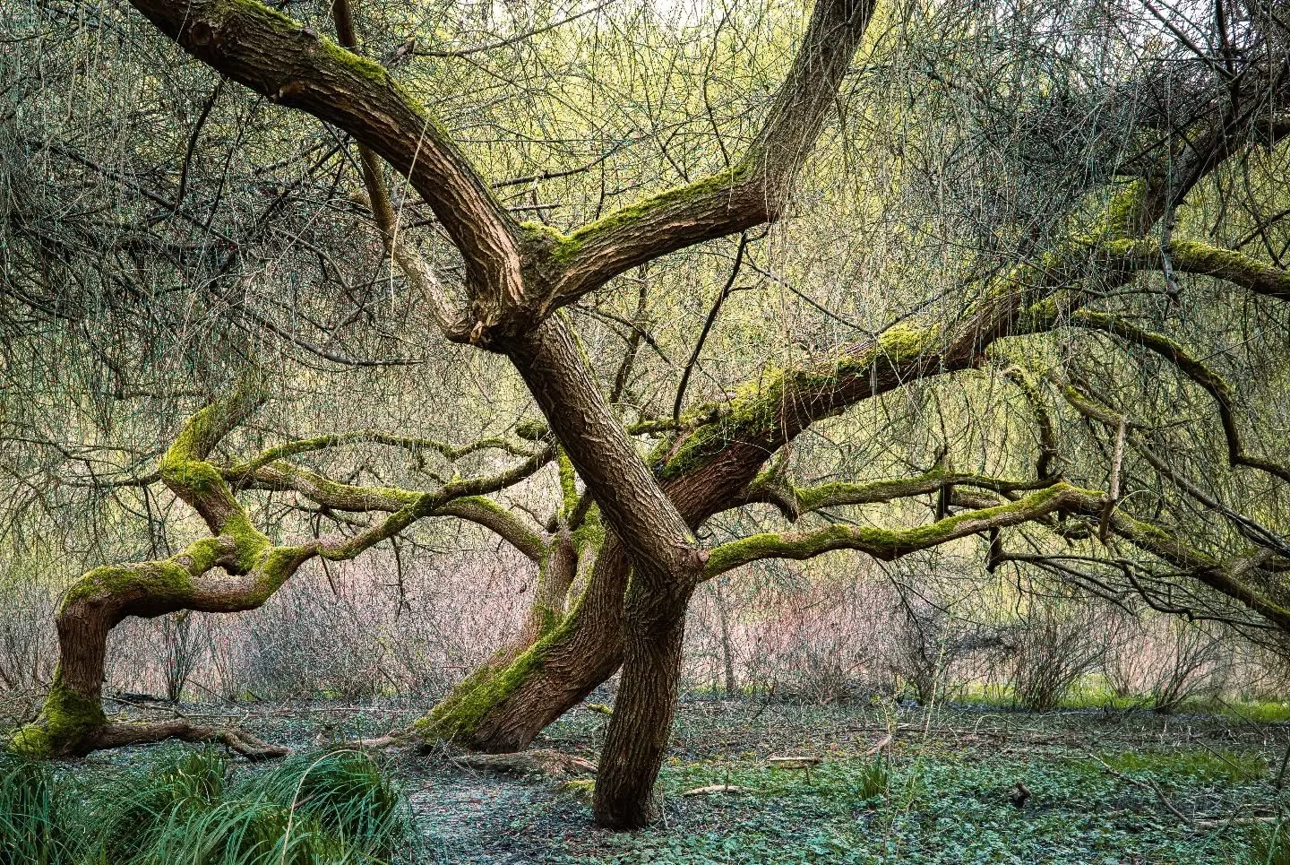 📌 Washington Park Arboretum, Seattle, WA
📸 Fuji X100VI

#fujifilm #x100vi #landscapephoto #pnwphotographer