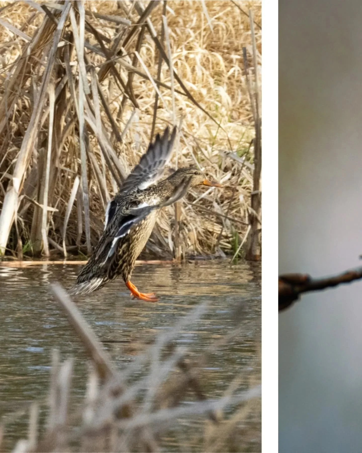 📌 Juanita Bay Park, Kirkland, WA
📸 Canon R7 200-800mm