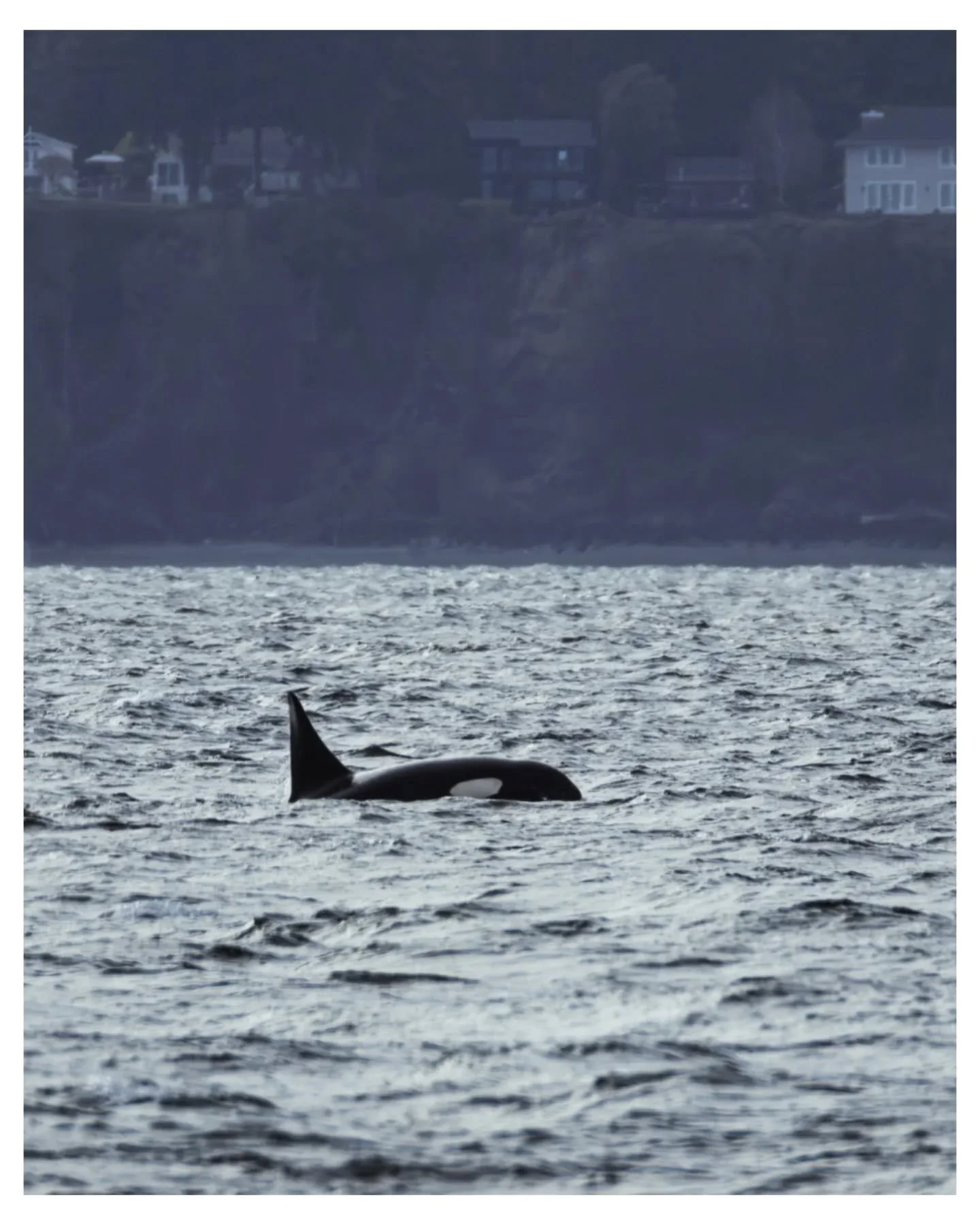 🫍 T419s travelling through
📆 3/28/2026
📌 Constellation Park / Golden Gardens Park, Seattle, WA
📸 Canon R7 : 200-800mm