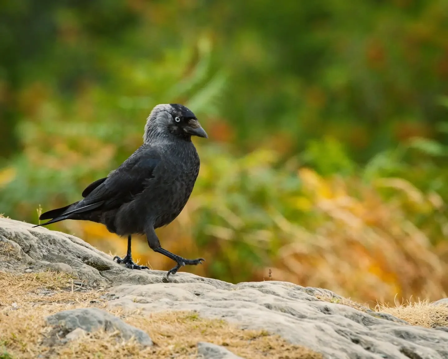 Jackdaw
