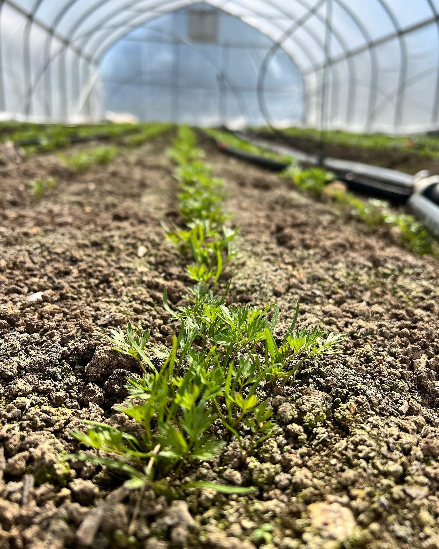 Happy International Carrot Day!

#homegrownnaturally #eatlikeafarmer