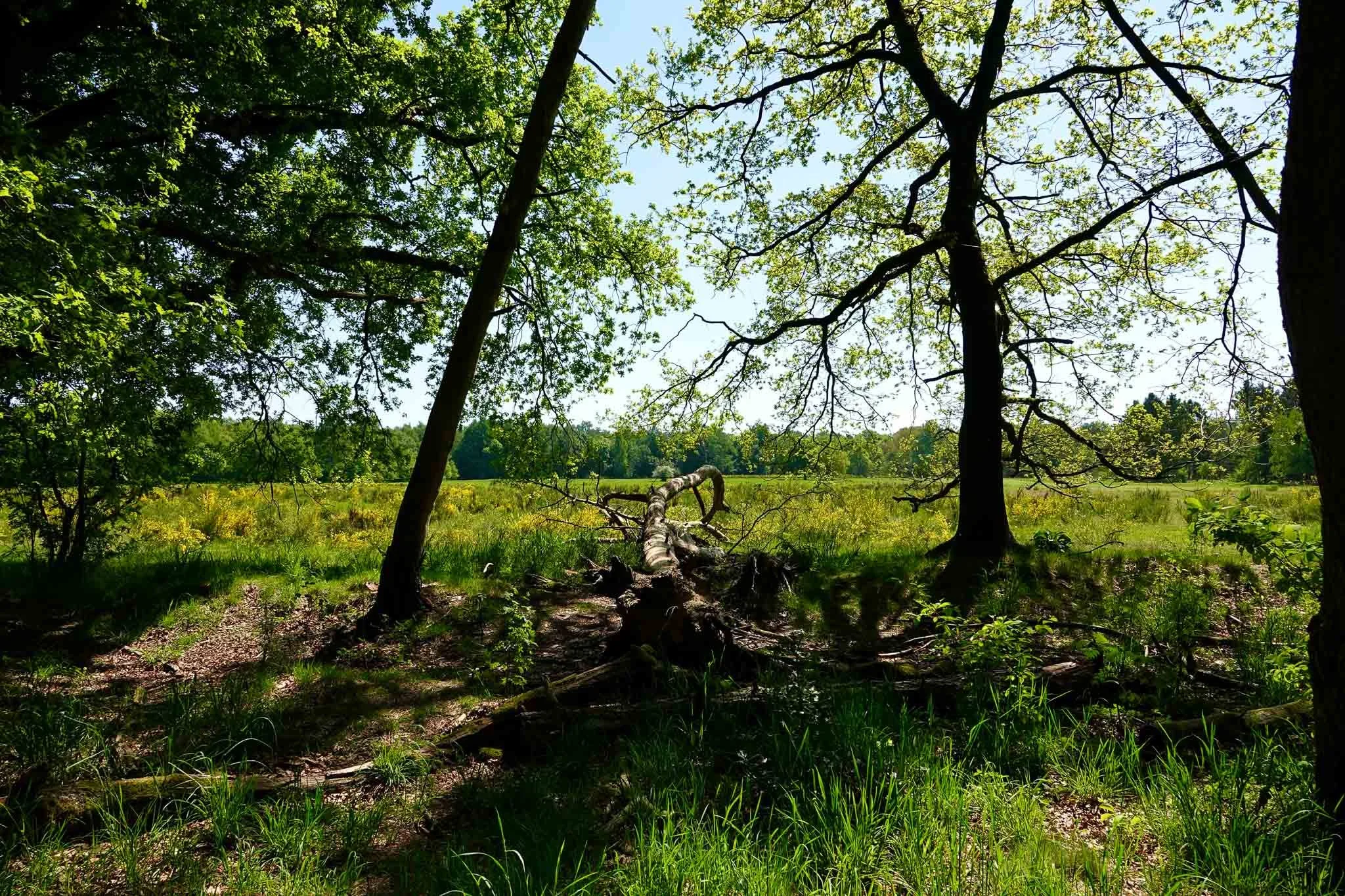 Een bos met een open veld in de achtergrond, bomen met groene bladeren, een omgevallen boom in het midden, zonlicht dat schijnt door de bladeren.