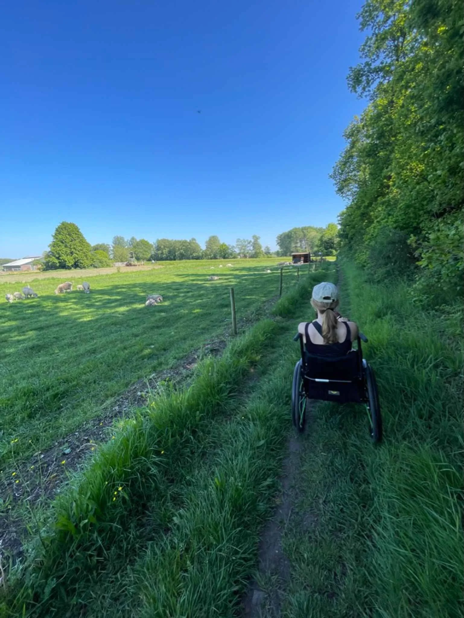 Vrouw in rolstoel die op een smal pad langs een weiland met schapen rijdt, omgeven door groene bomen en een blauwe hemel.