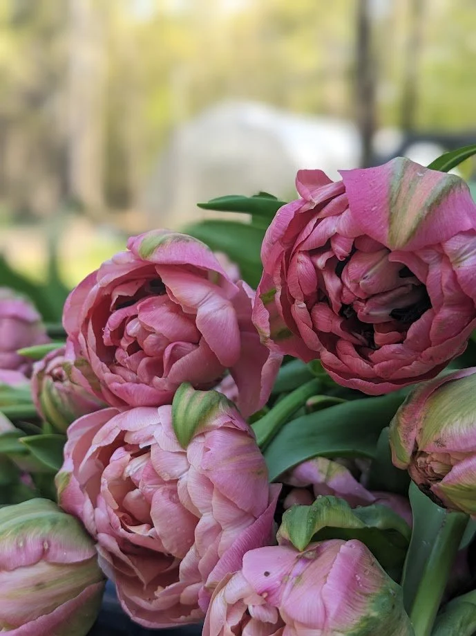 Extra stems - Spring Subscription optional upgrade