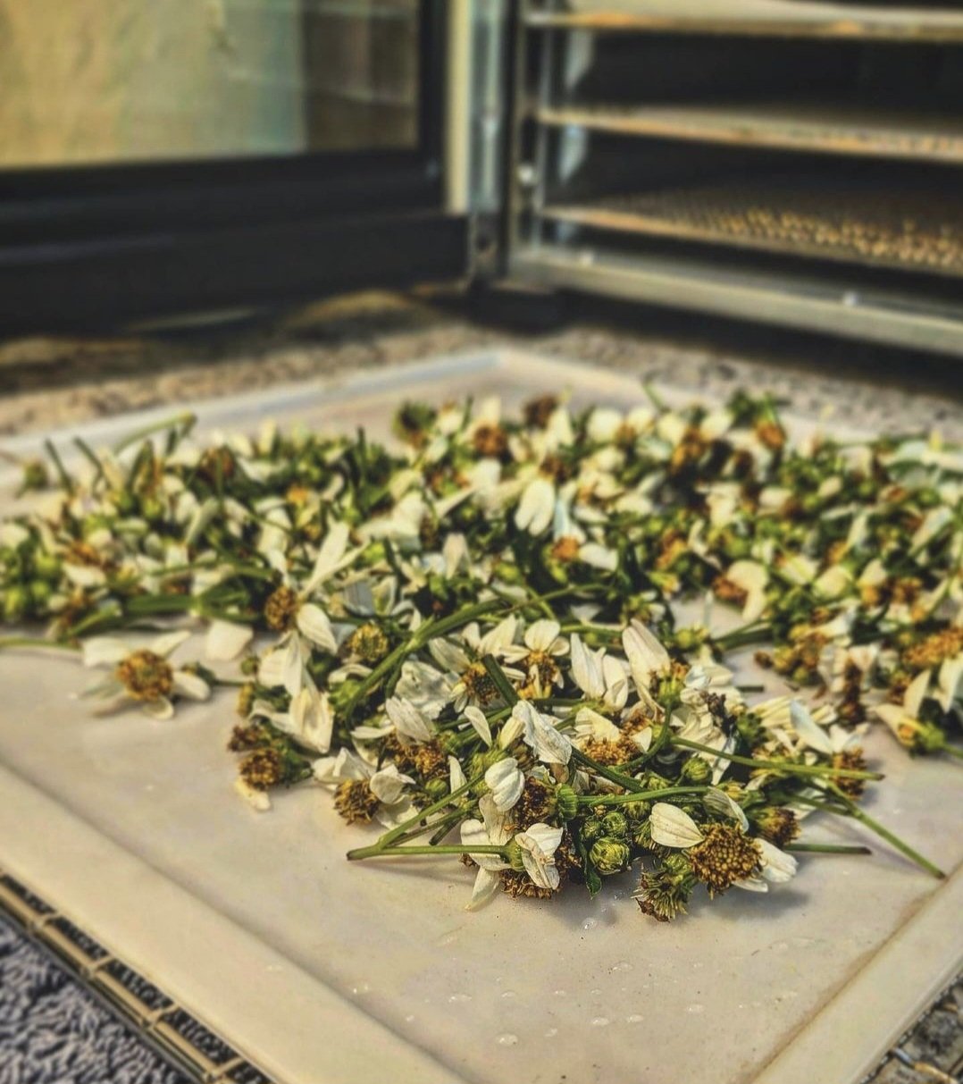 Spanish Needle Tea