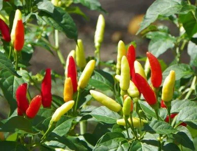 Florida Grove Pepper Plant