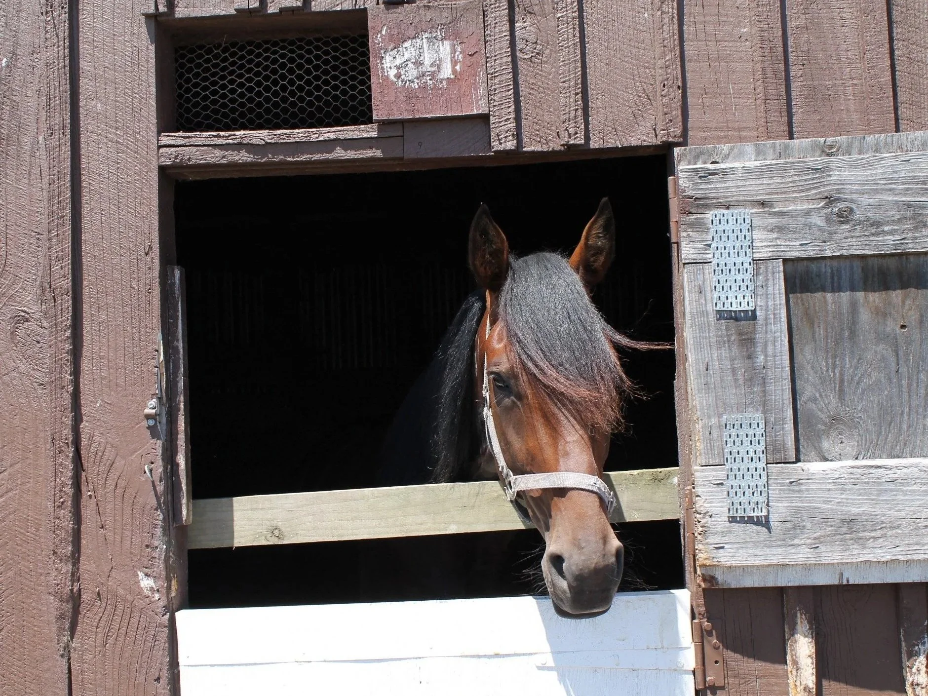Making a difference for equine welfare