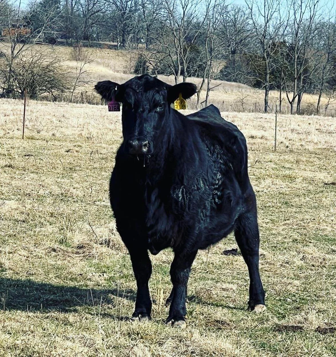 SAV Emblynette 2184.jpeg