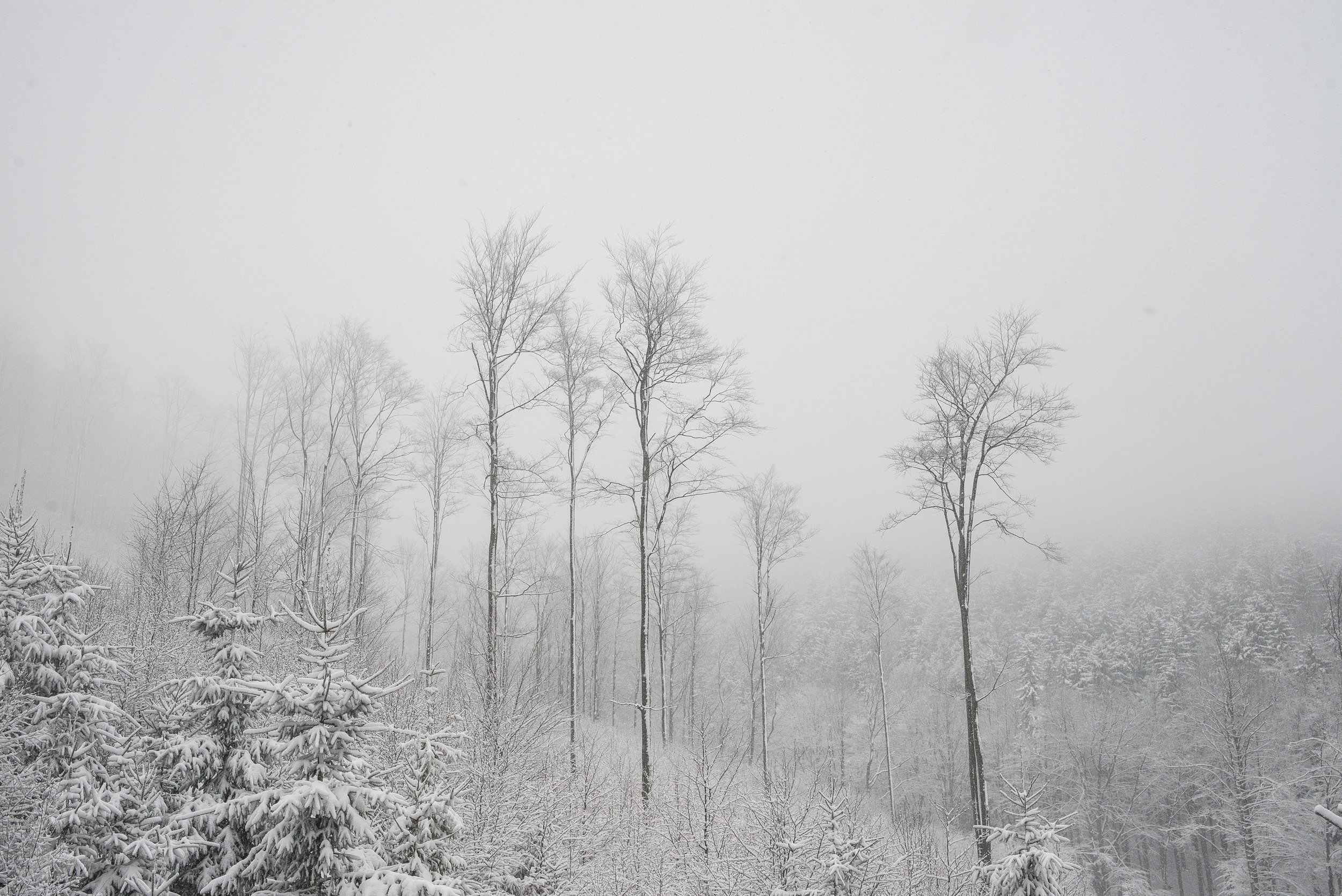 _DSC4678.jpg