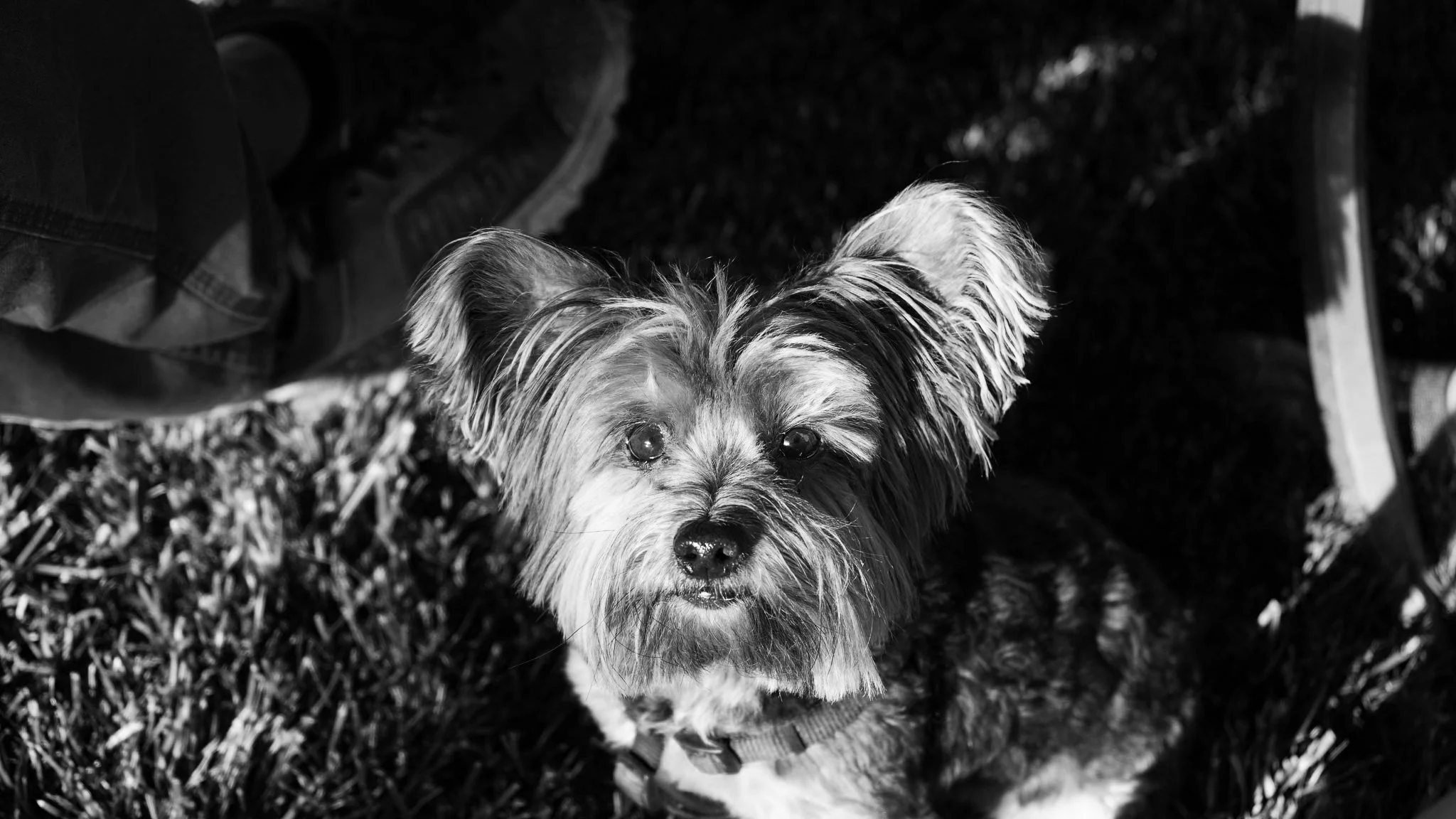 Louie the Yorkie, North Carolina 2021