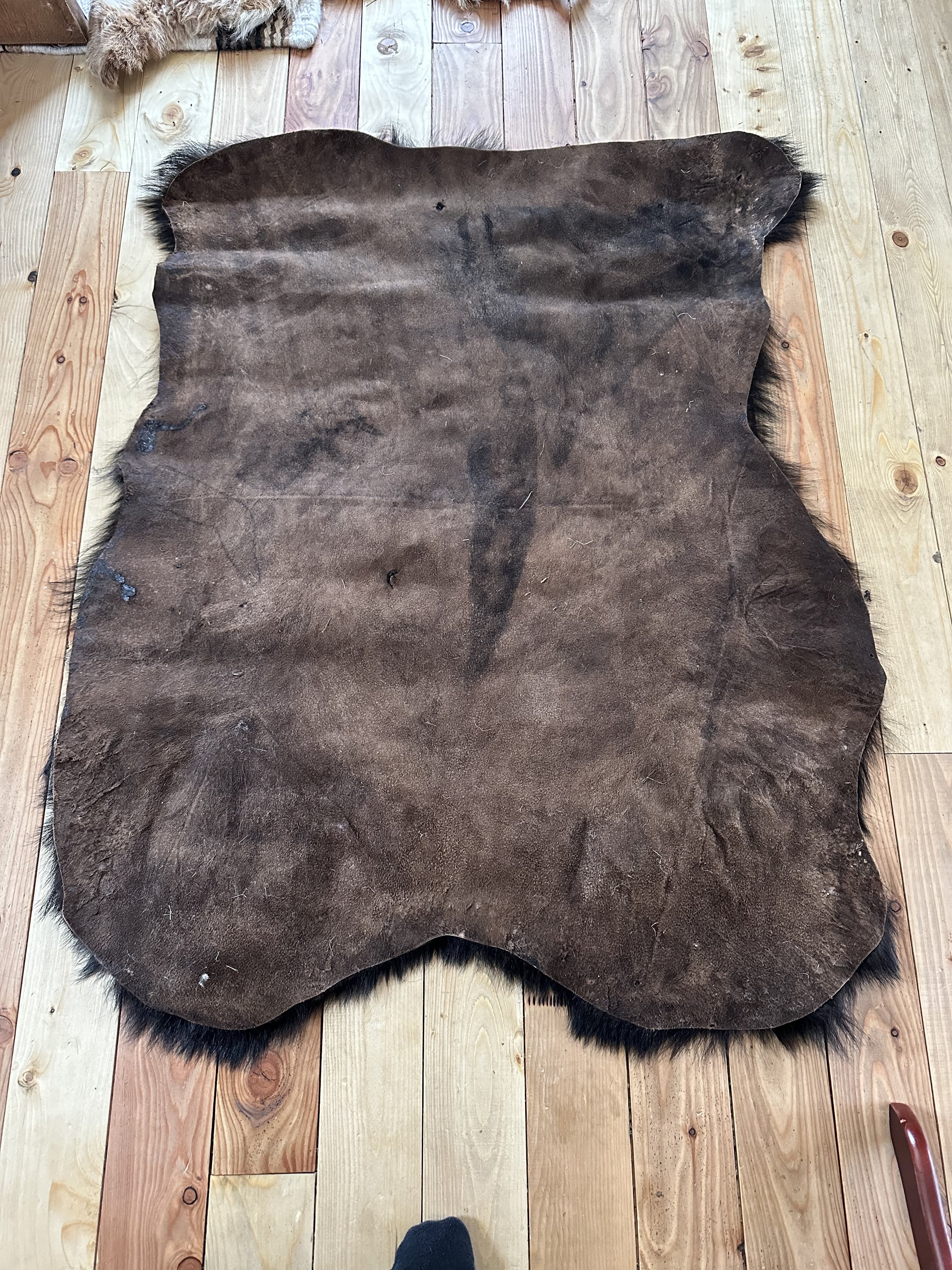 Bear Rug Back.JPG