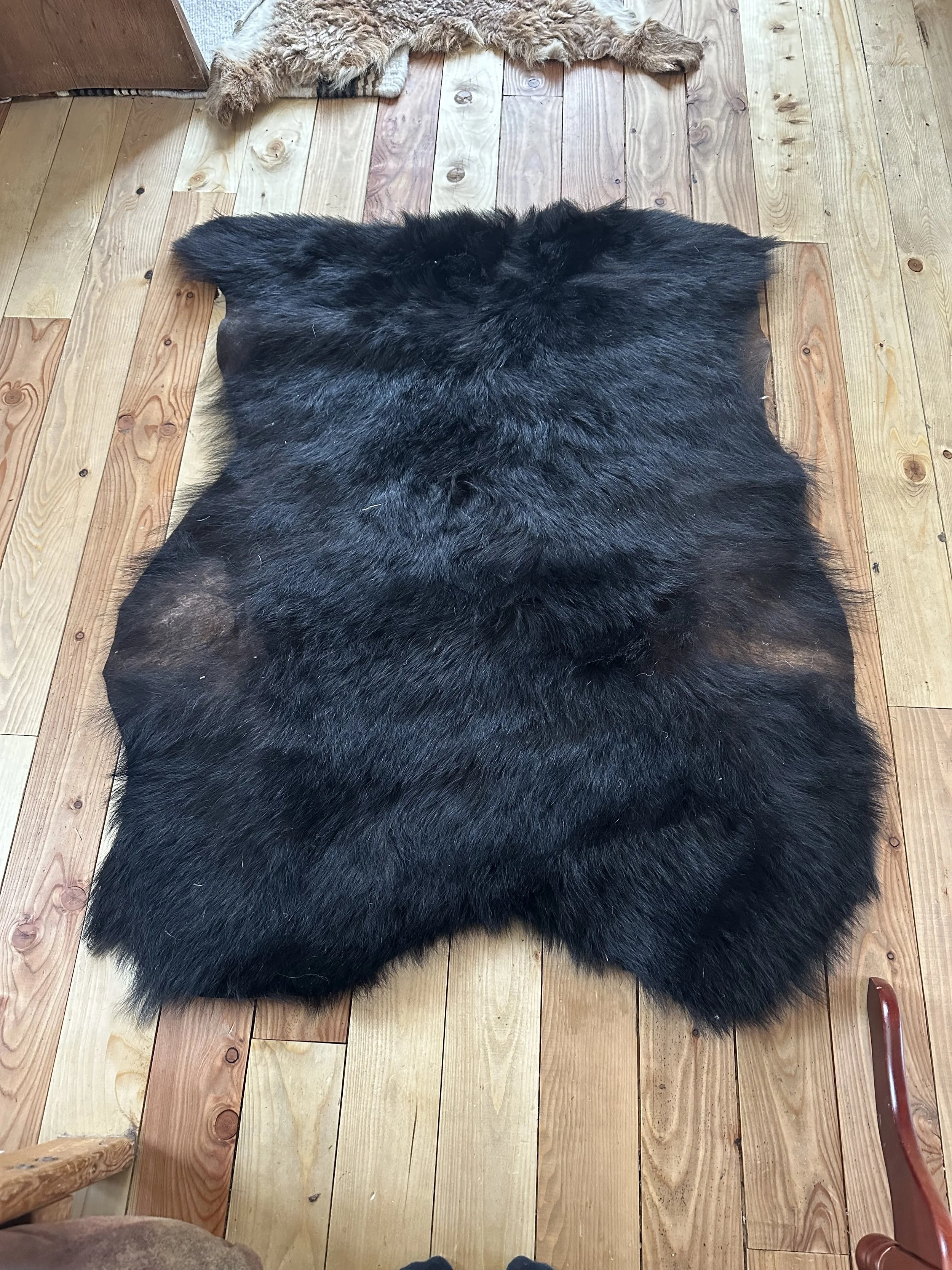 Bear Rug.JPG