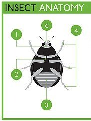 Insect Anatomy Poster