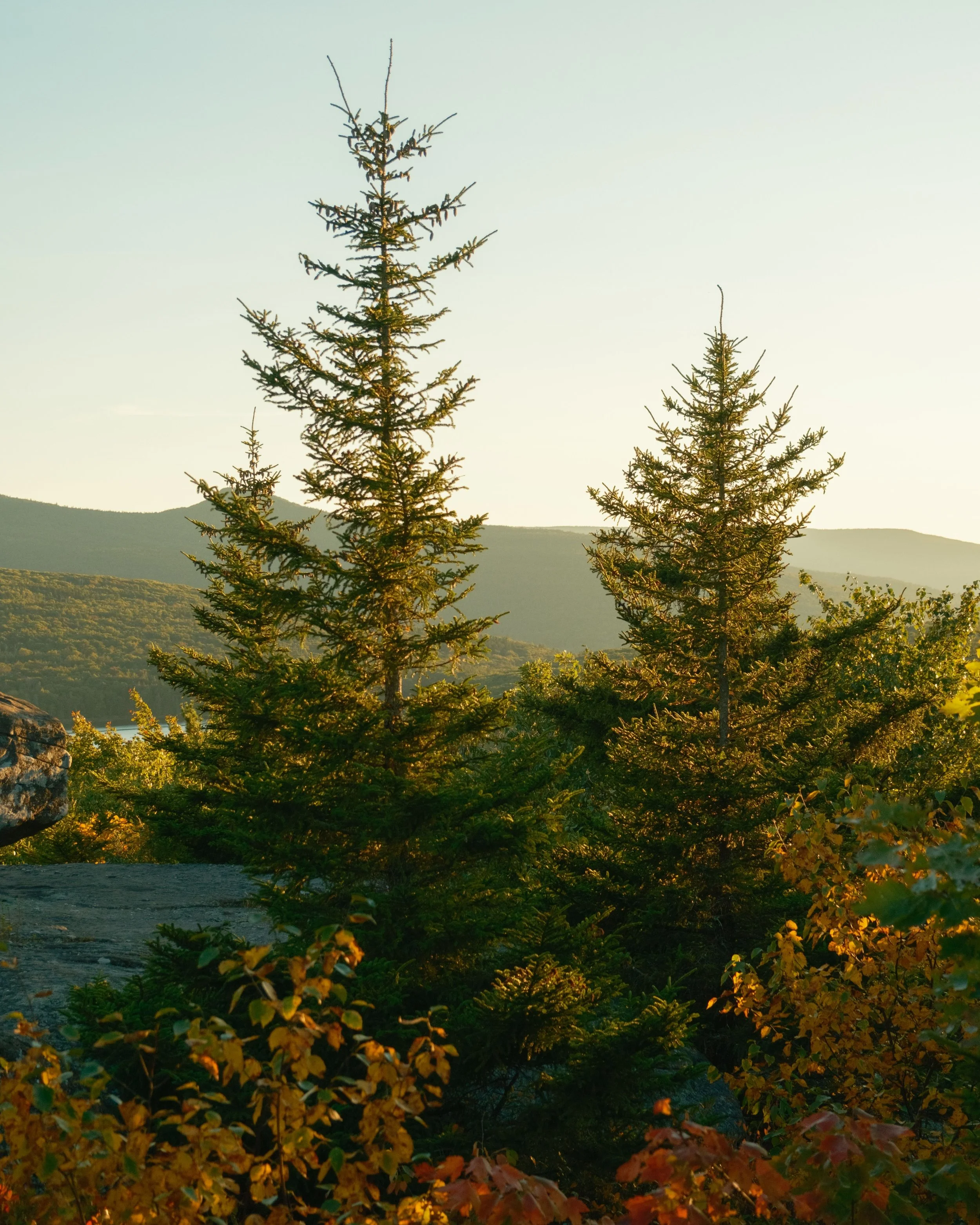 Morning Coffee Series: Fire Ecology of the Northeast