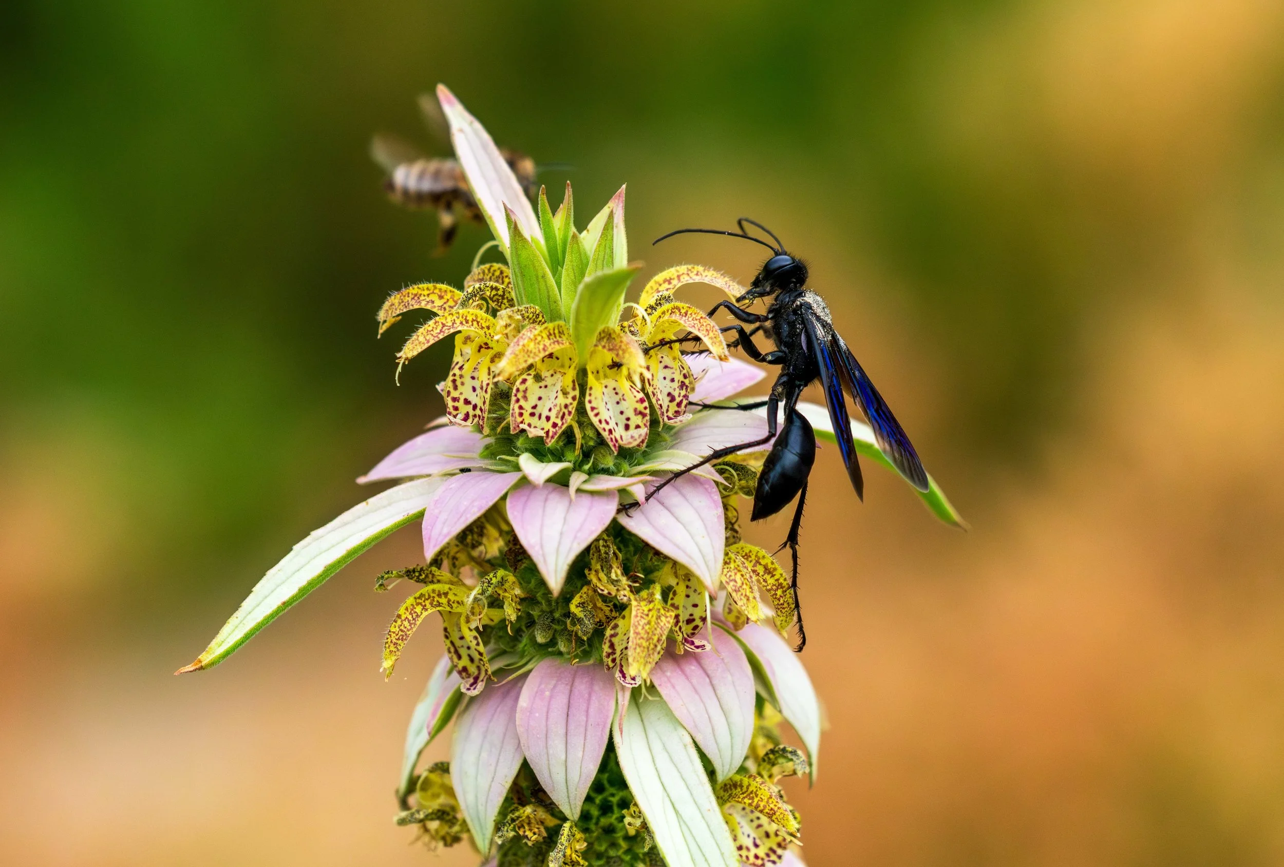 Three Ways to Grow PollinateHV’s Local Ecotype Seeds