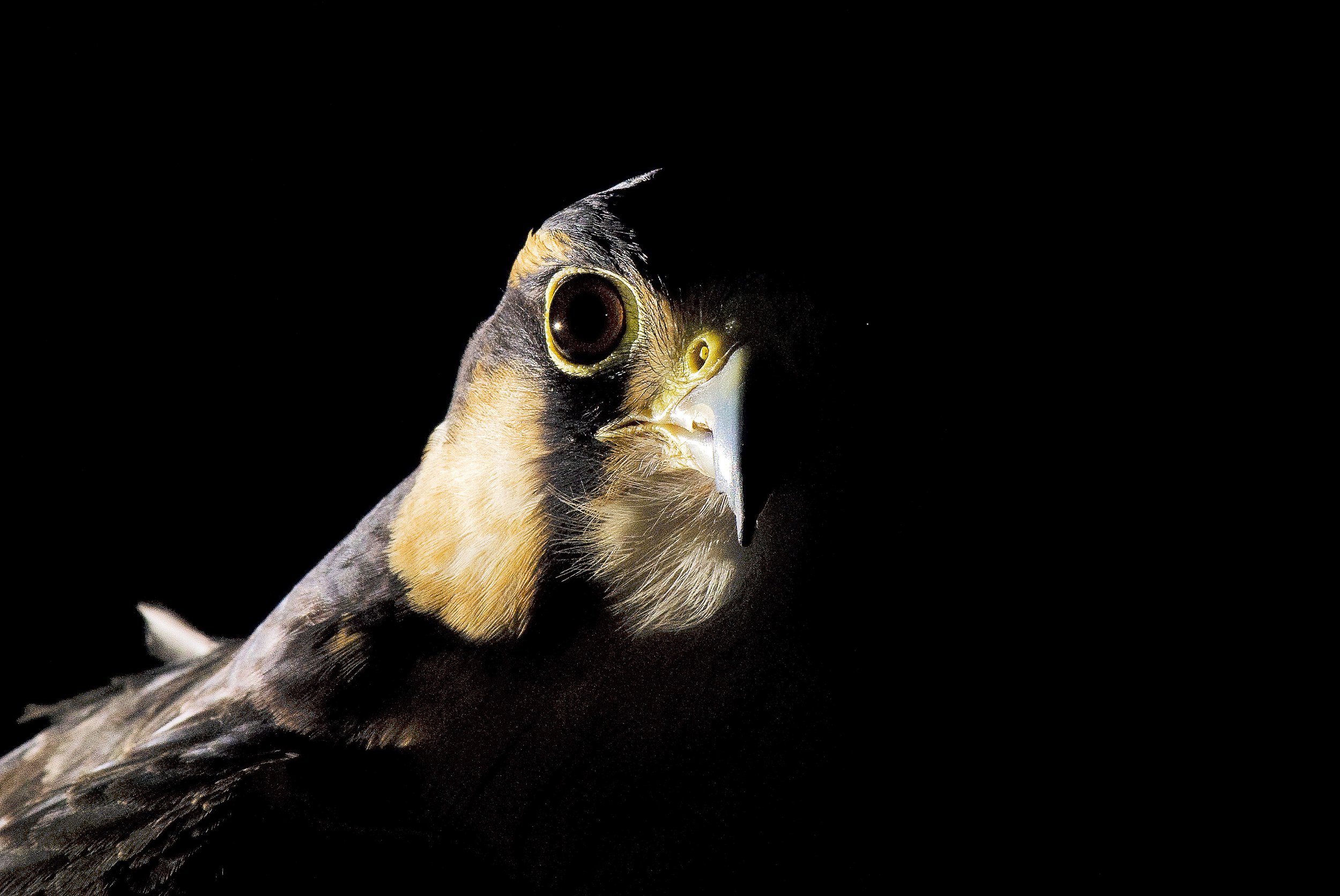 Webinar Recording: How Development Impacts the Biodiversity of Our Region