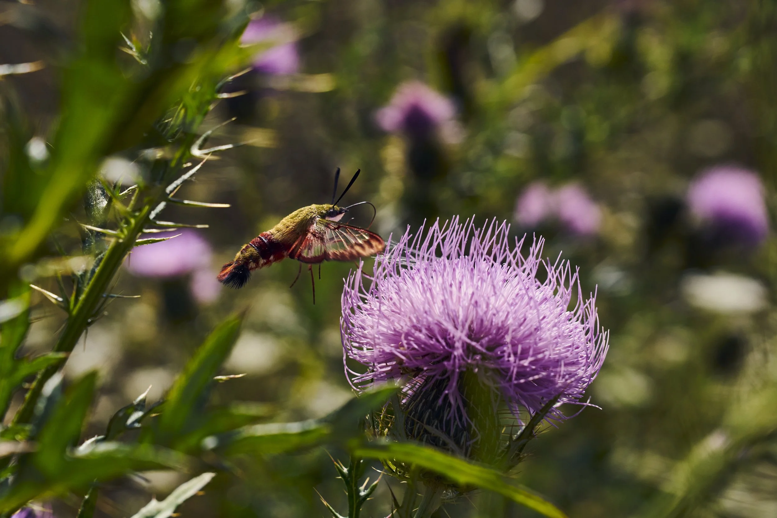 Morning Coffee: Plant a Pollinator Paradise