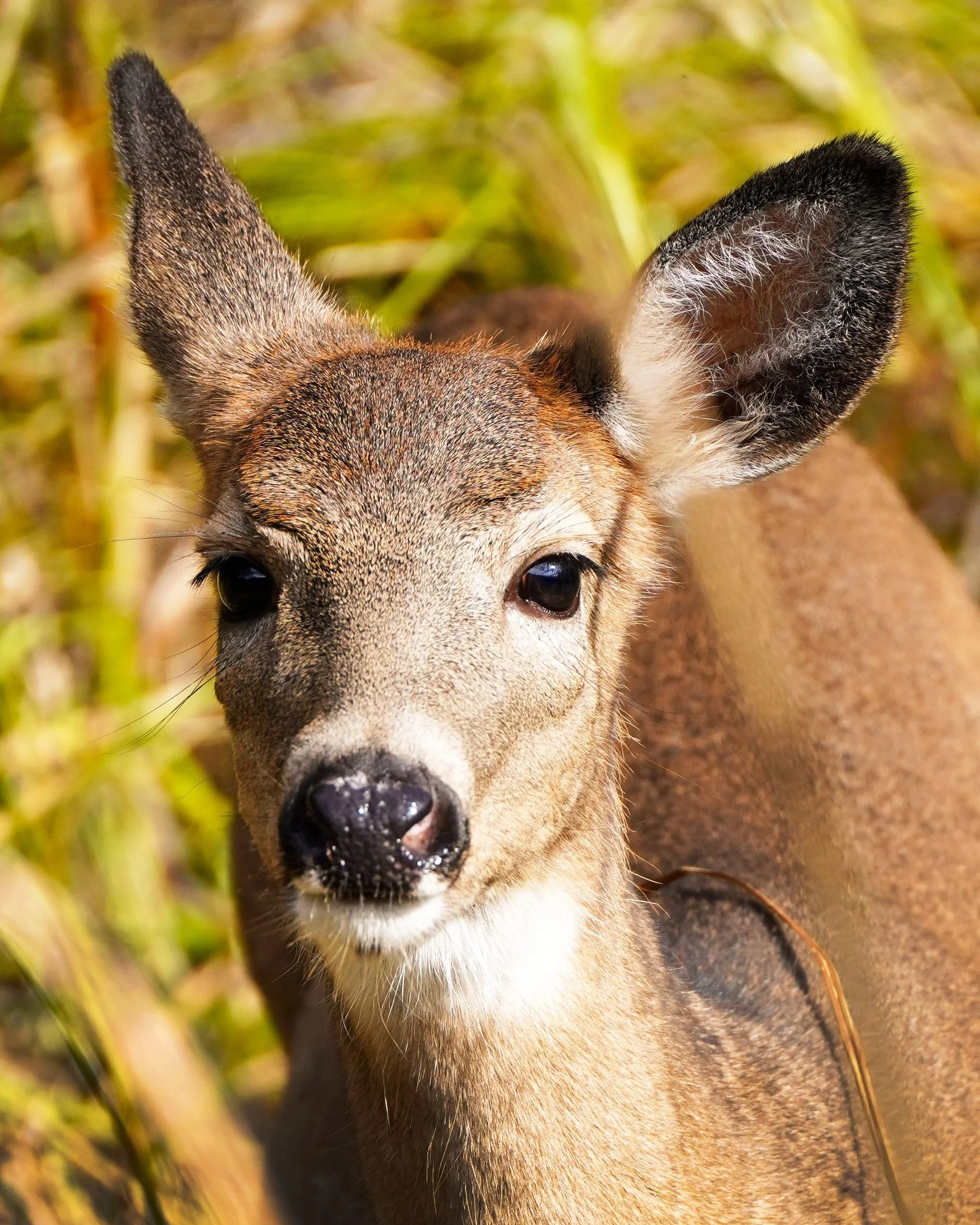 Workshop: Build a Deer Exclosure