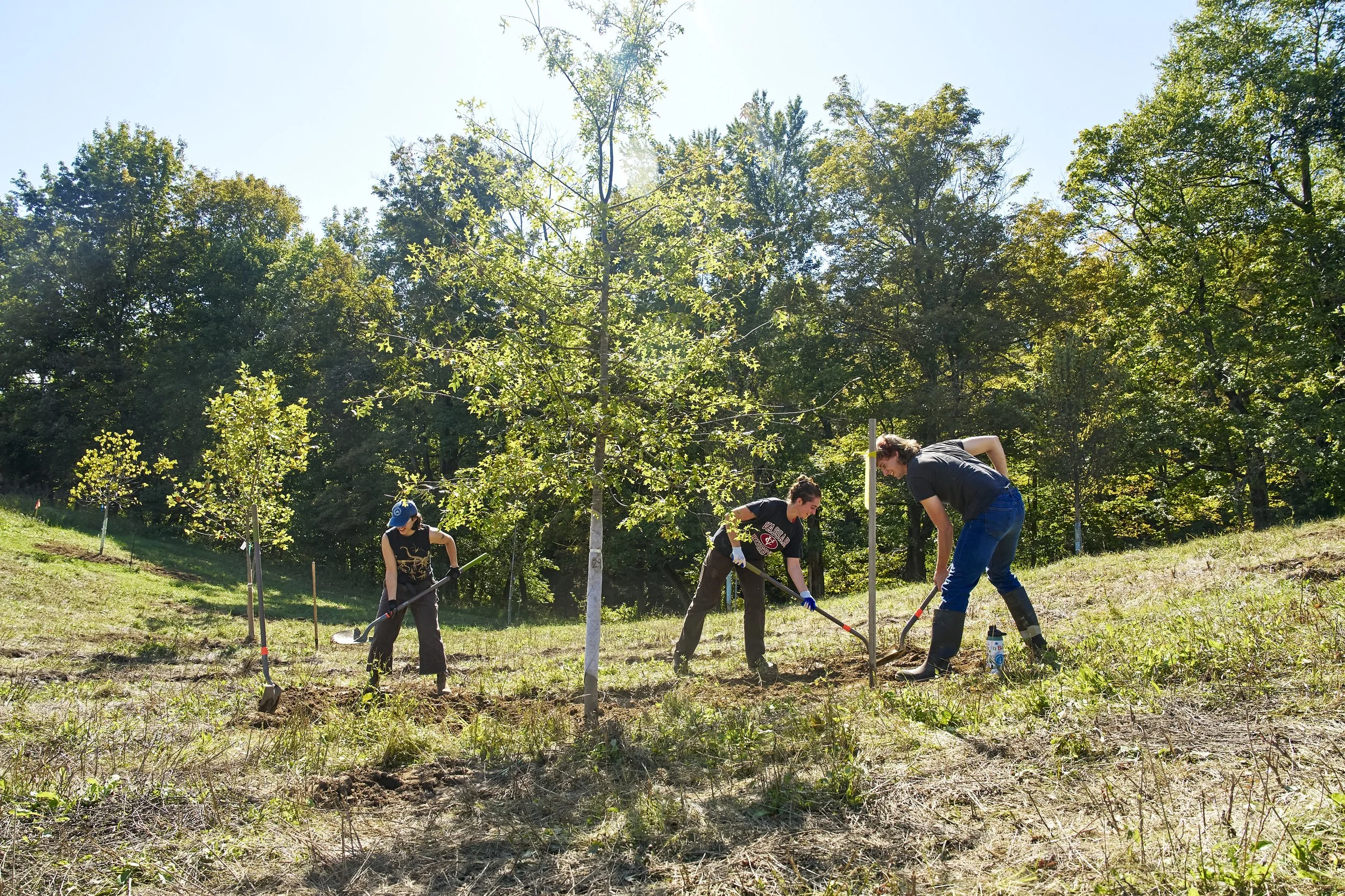 Tree Planting for Pollinators in Accord