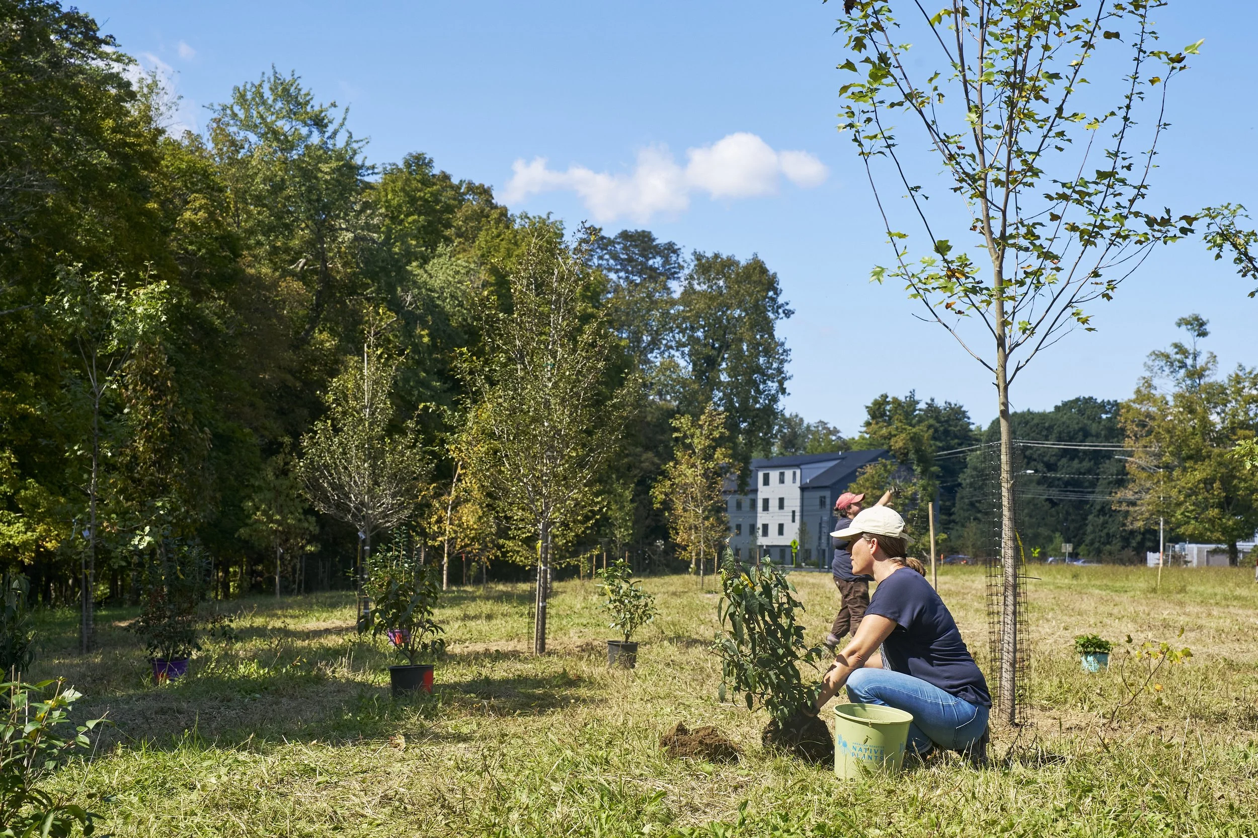 Tree Planting for Pollinators in Cold Spring