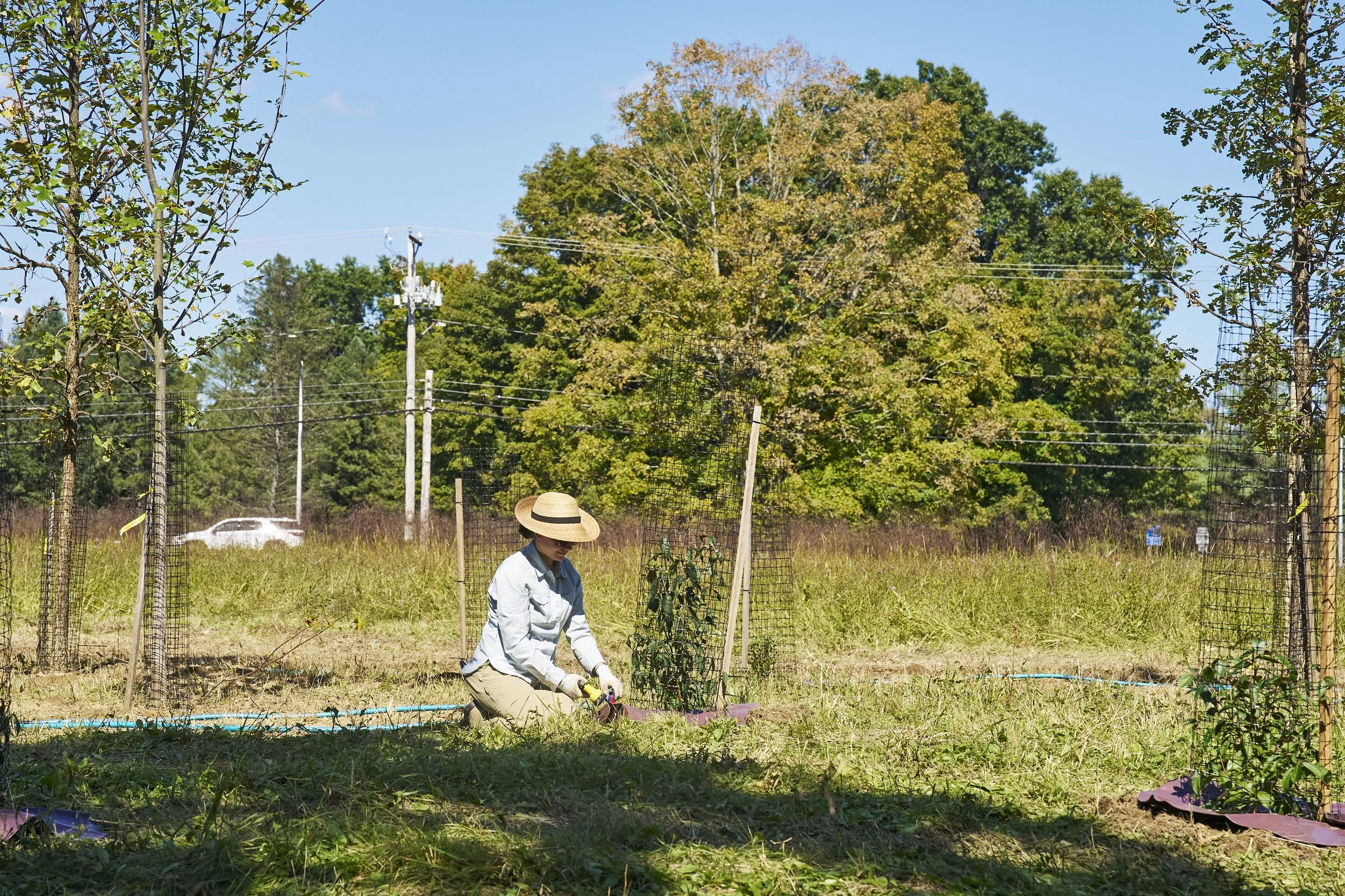 Tree Planting for Pollinators in Red Hook