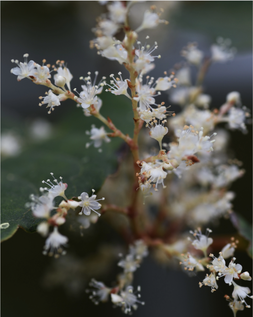Morning Coffee: Invasive Plants as Agents of Change or Symptoms of Other Stressors?