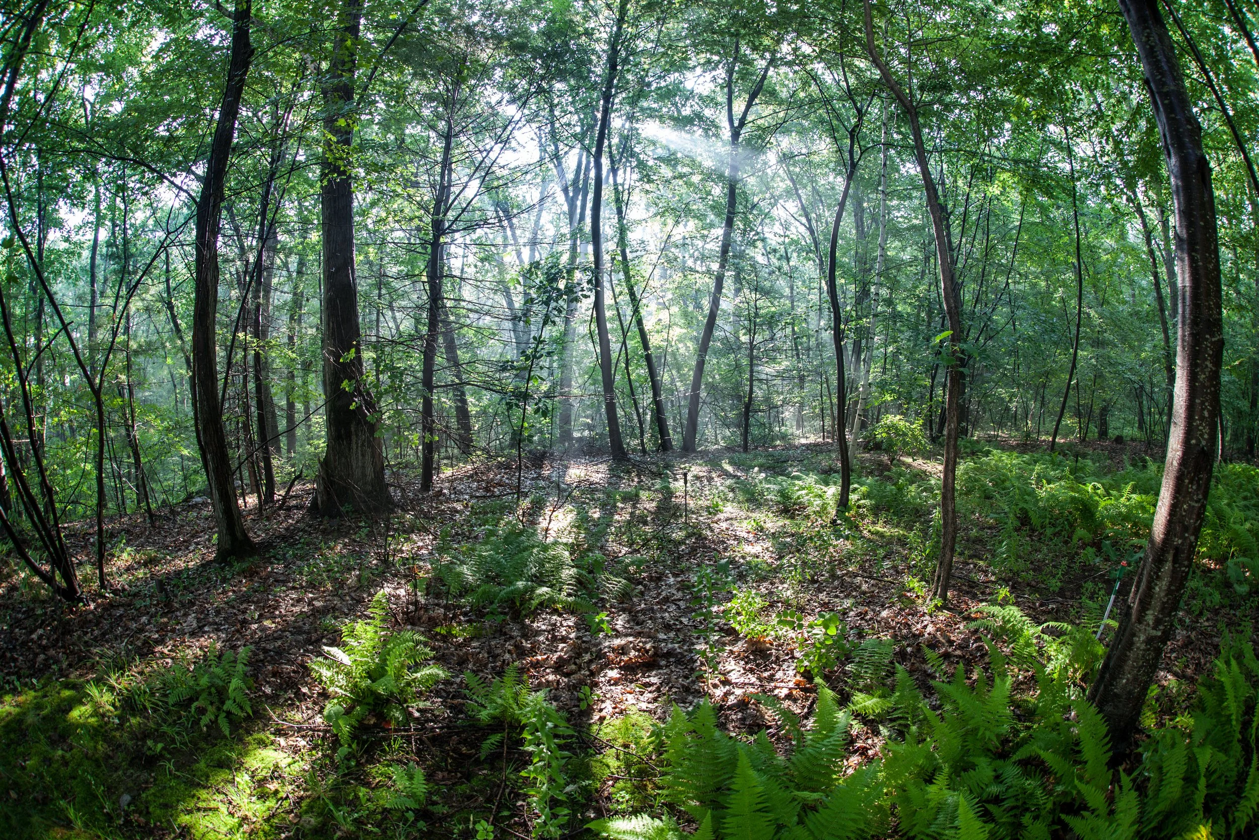 Webinar: How to Establish a Community Forest