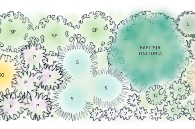 Free Native Garden Templates from PollinateHV