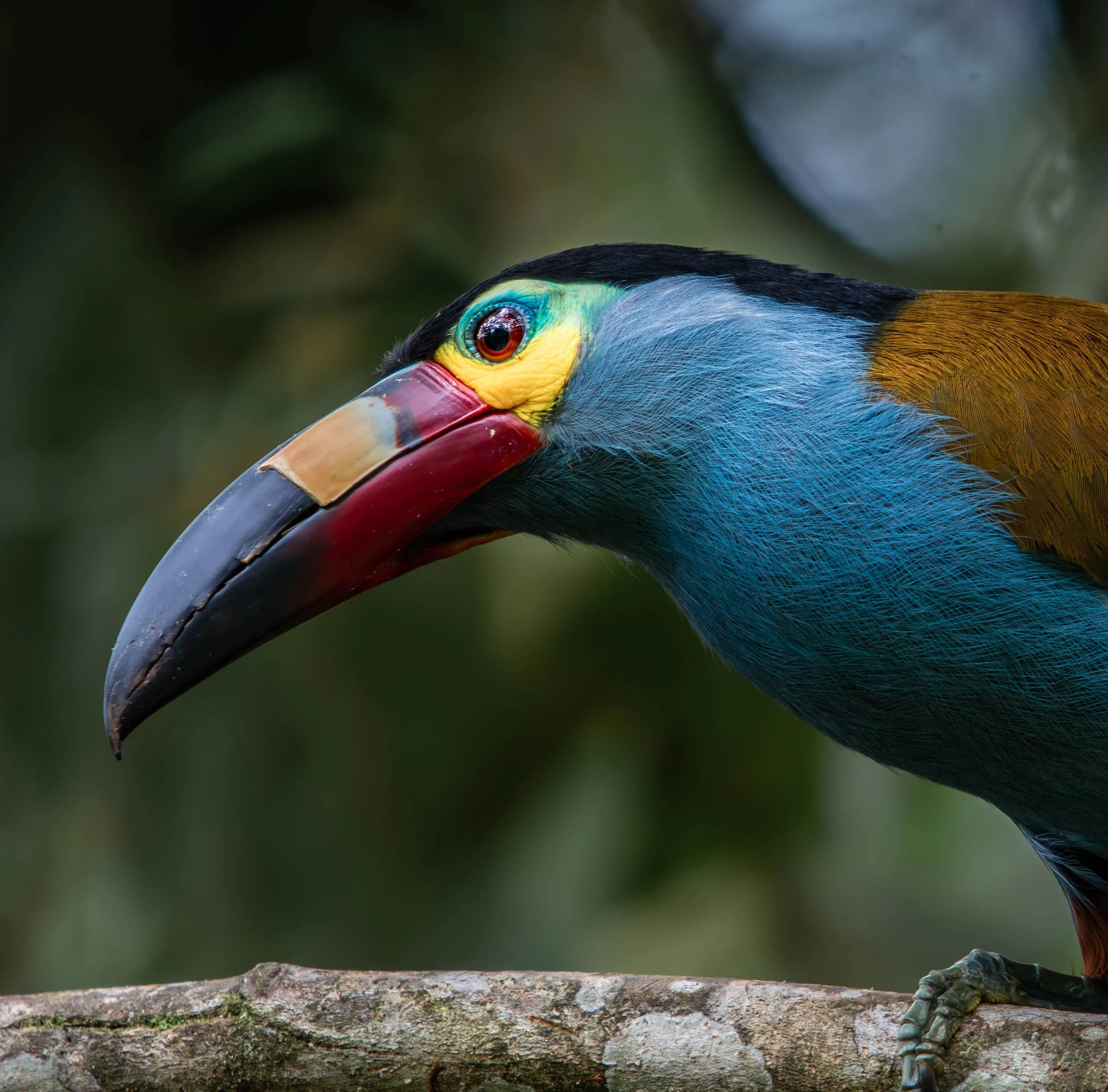 Close-up of a multicolored toucan perched on a branch, showing its vibrant beak and detailed feathers.