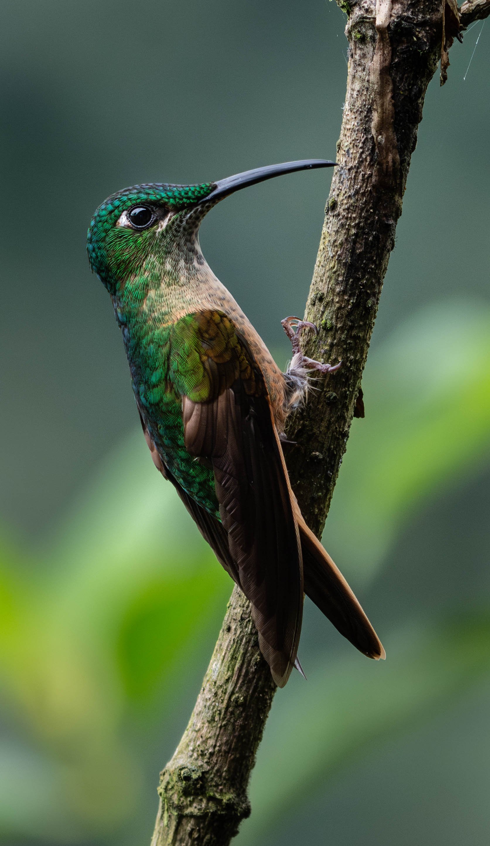 Close-up of a colorful hummingbird with green, black, and brown feathers perching on a tree branch.