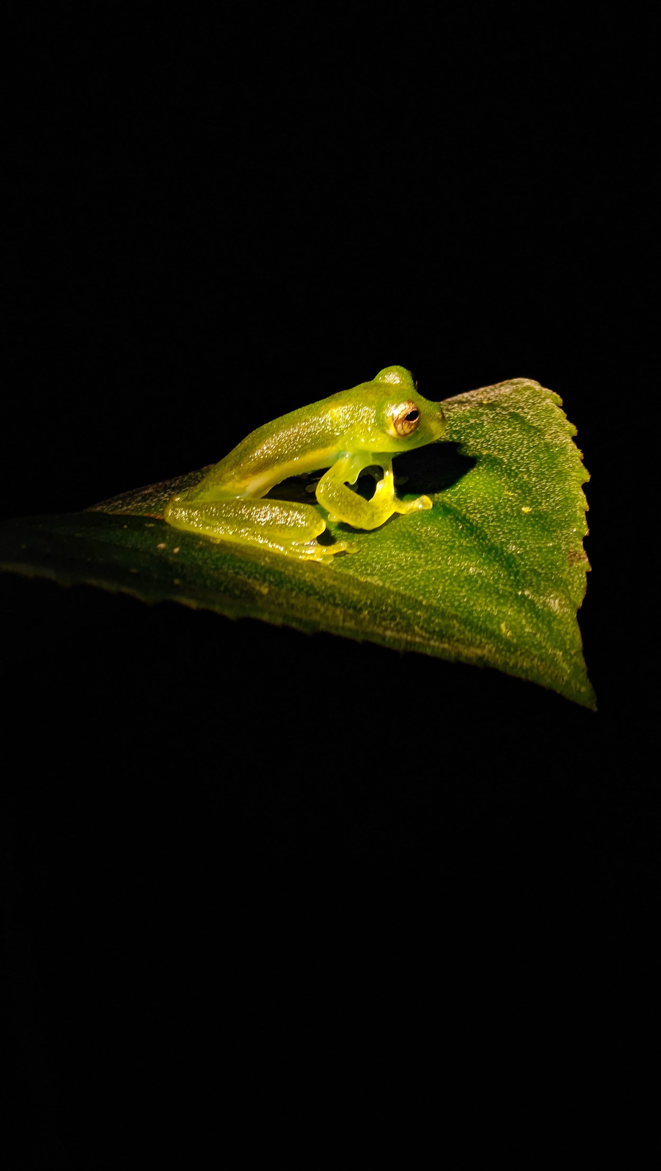 Small green frog sitting on a green leaf with a black background.