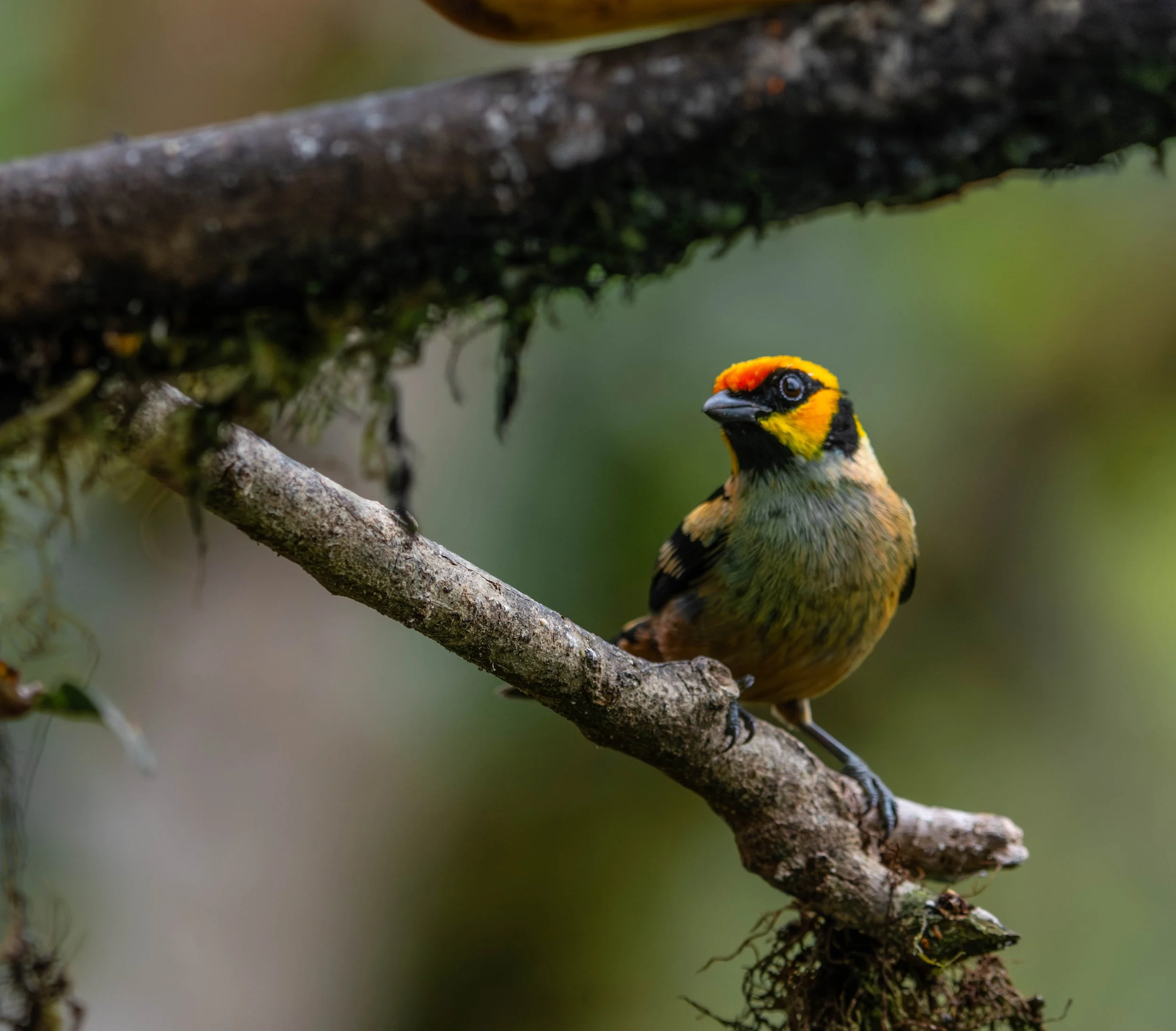 Close-up of a colorful bird with yellow and black feathers, perched on a tree branch with a blurred green background.