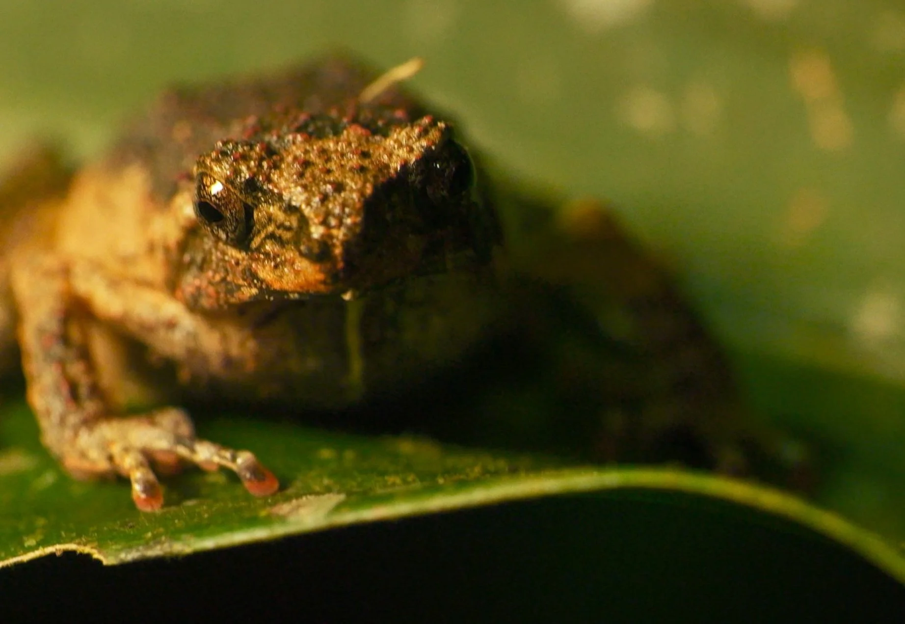 Close-up of a small, textured brown and black frog with shiny skin, sitting on a green leaf with a blurred green background.