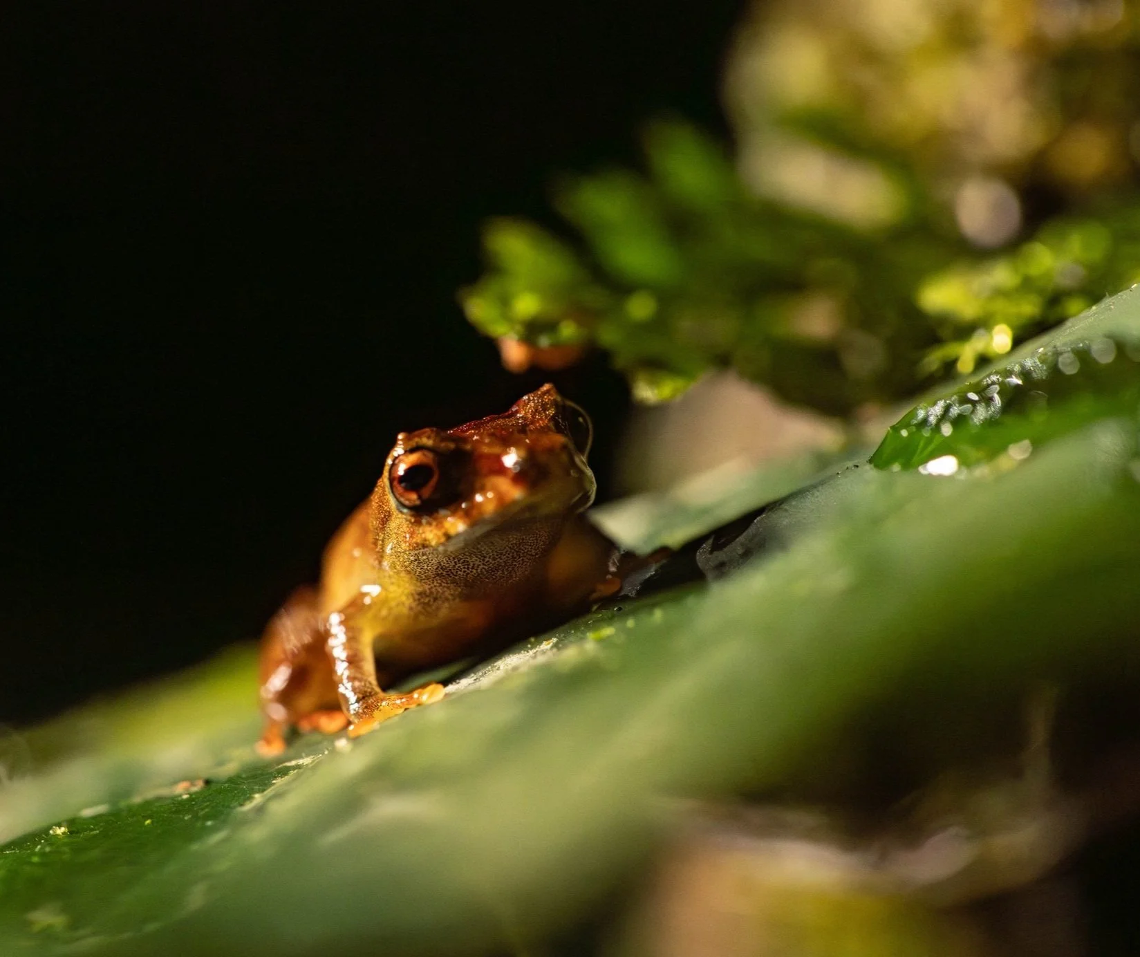 Close-up of a tiny brown frog on a green leaf, with a blurred green and brown background.