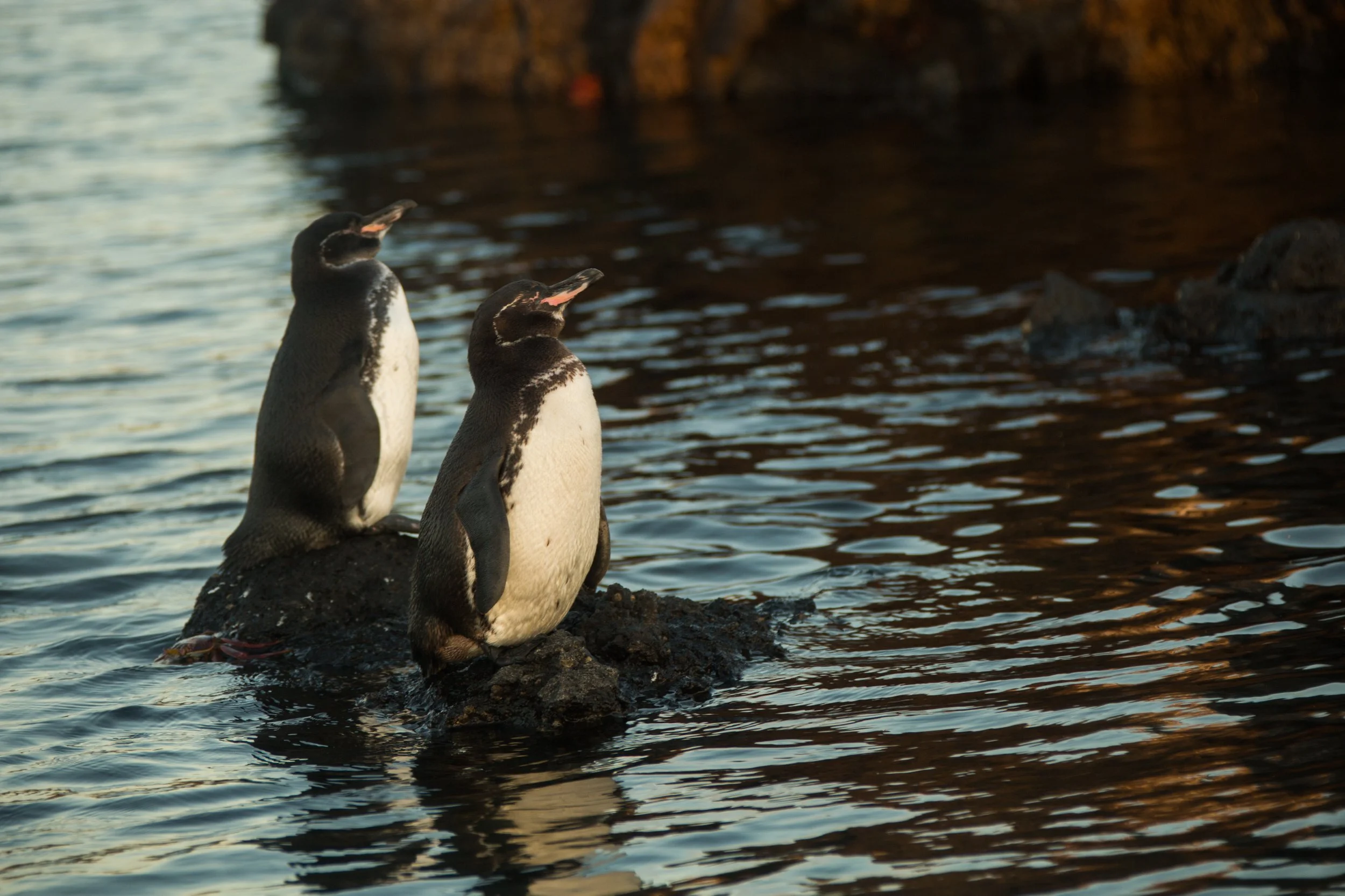 Two penguins standing on rocks near water at sunset.
