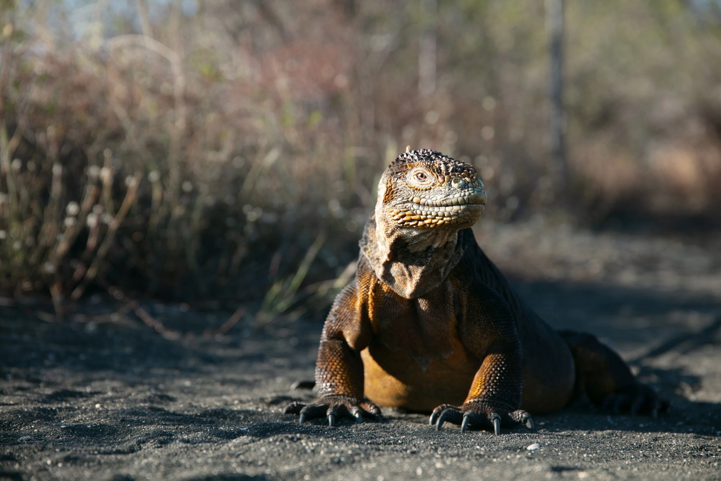 Close-up of a large iguana standing on dark ground with a blurred natural background.