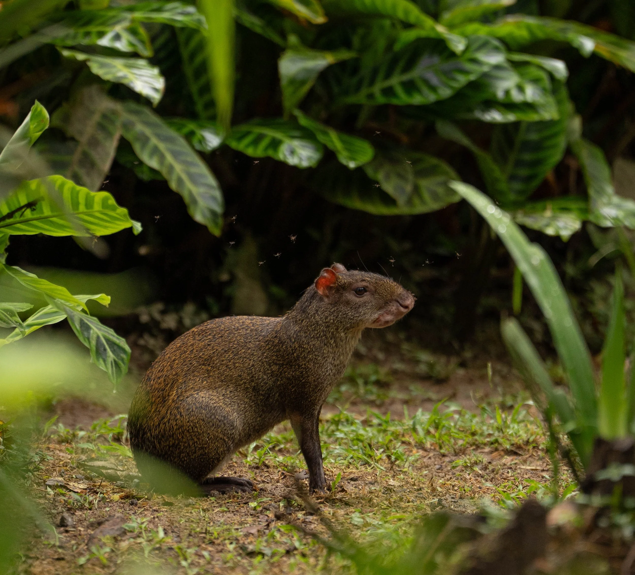 Close-up of a brown rodent, likely a capybara, standing on green grass among lush green foliage.