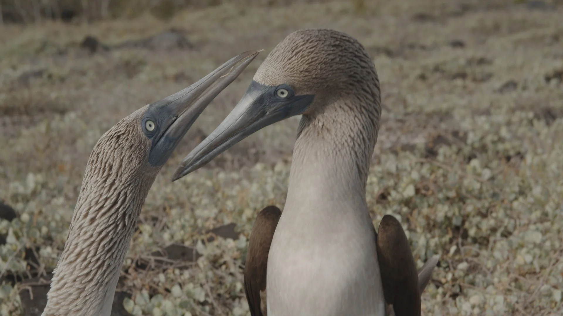 Two brown and gray seabirds, likely brown boobies, face each other with their beaks touching, set against a sandy background.