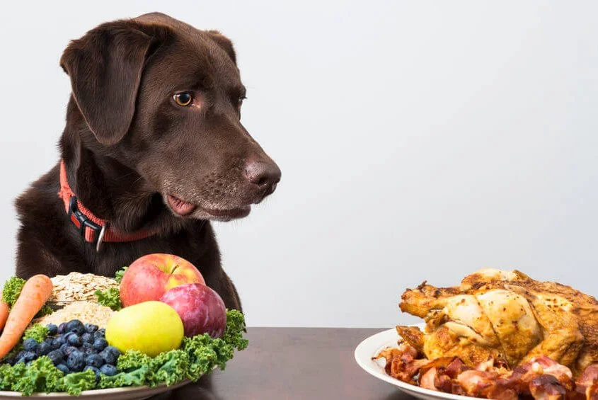 Raw Dog Food 101: Busting the 7 Biggest Myths Chicago Pet Parents Believe