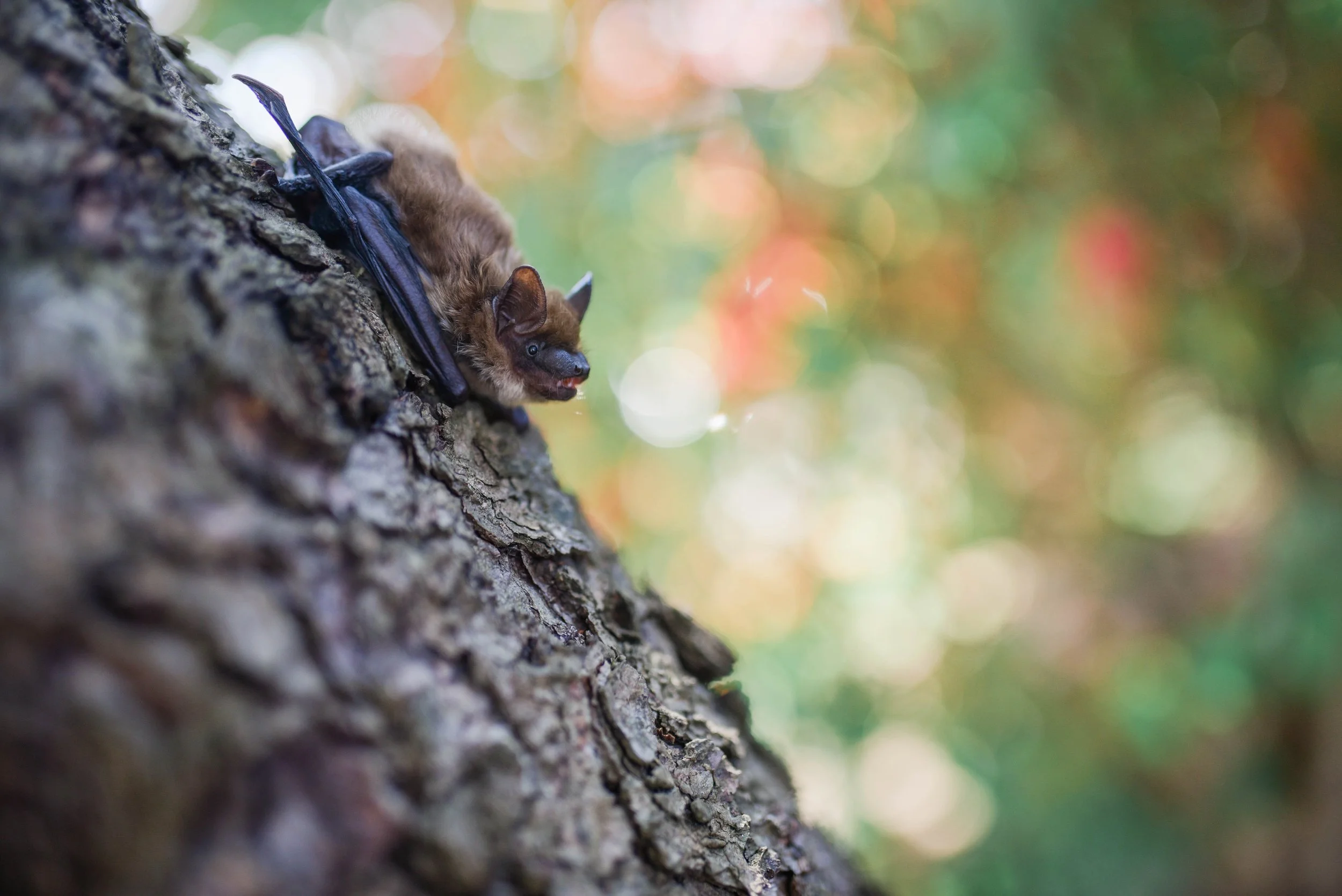 Bat Talk at Green Lake
